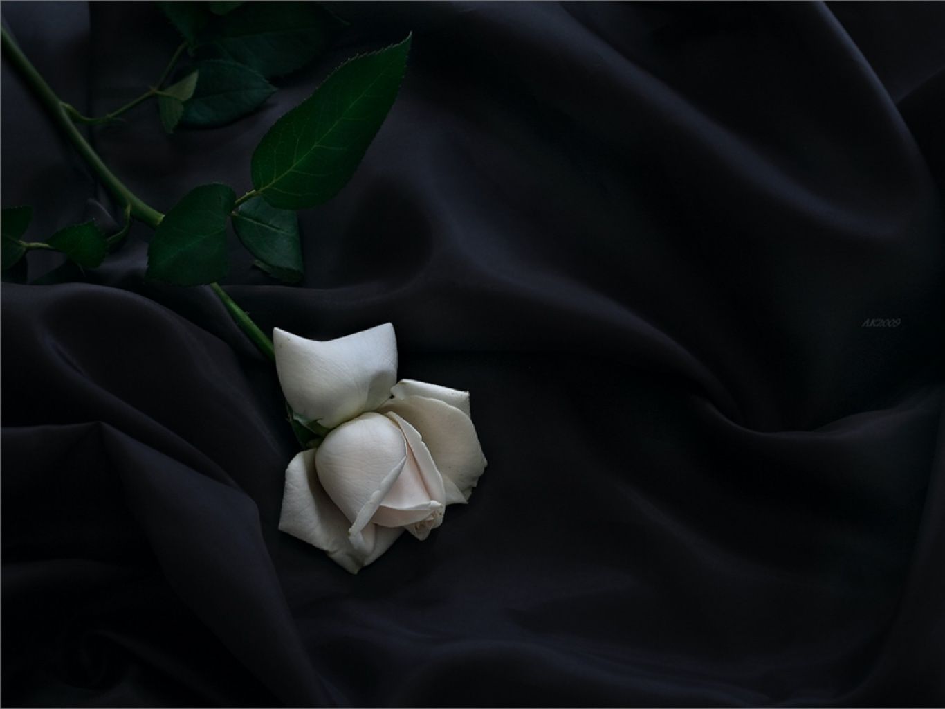 Rosa bianca su tessuto nero, 1366x1024 HD, Desktop