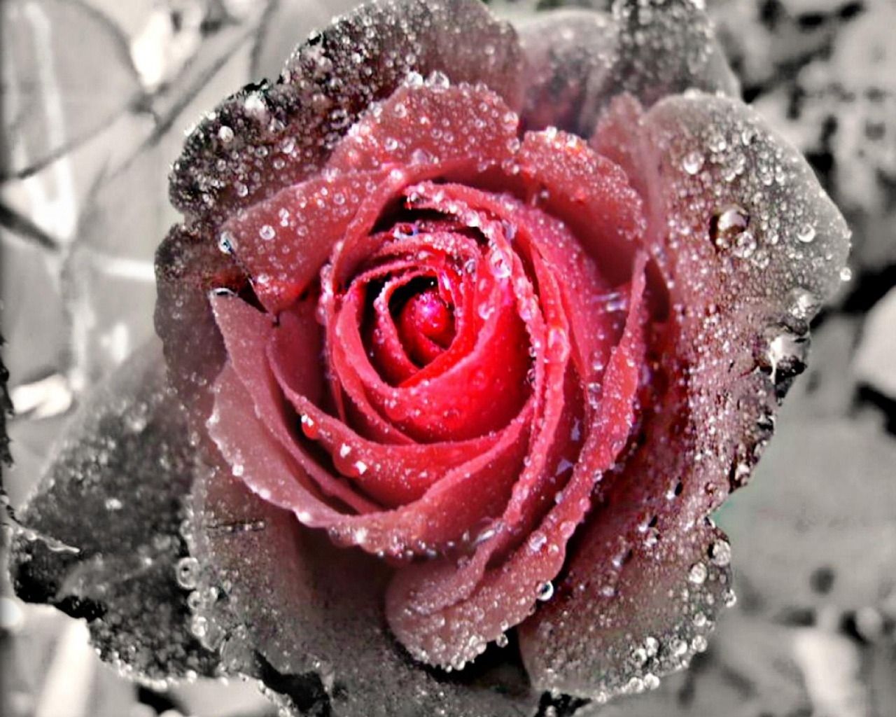 Rosa rosa con gocce d'acqua, 1280x1024 720p, PC