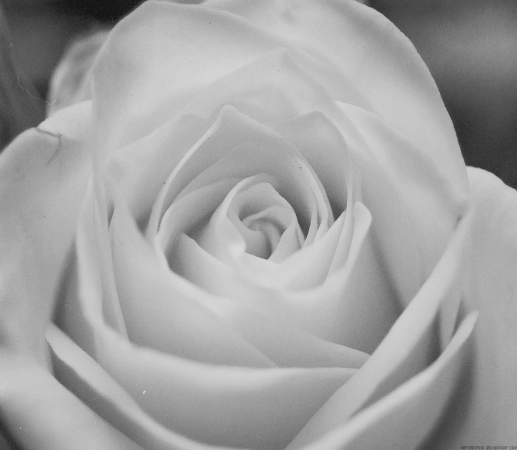 Rosa bianca in bianco e nero, 1059x923 HD, PC
