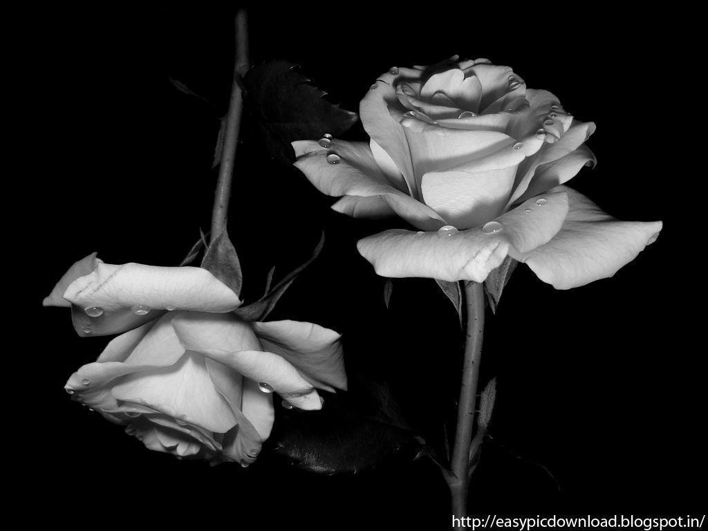 Rose bianco e nero, 1024x768 HD, iMac