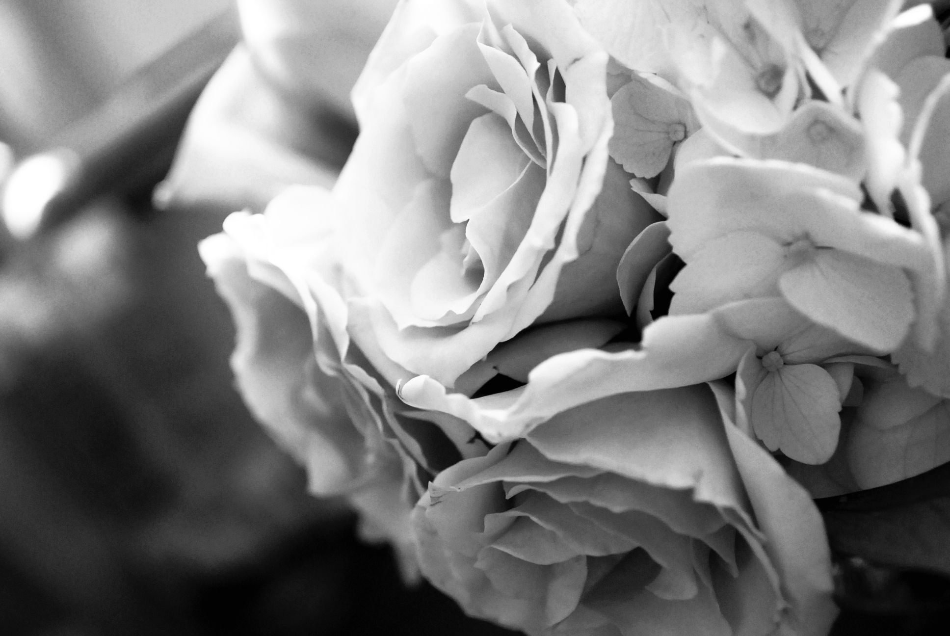Rose bianco e nero, 1936x1296 WUXGA, Laptop