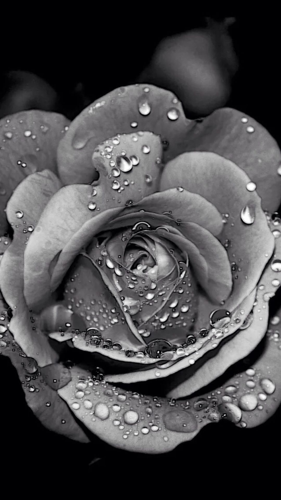 Rosa bianca con gocce d'acqua, 1080x1920 Verticale, Telefono