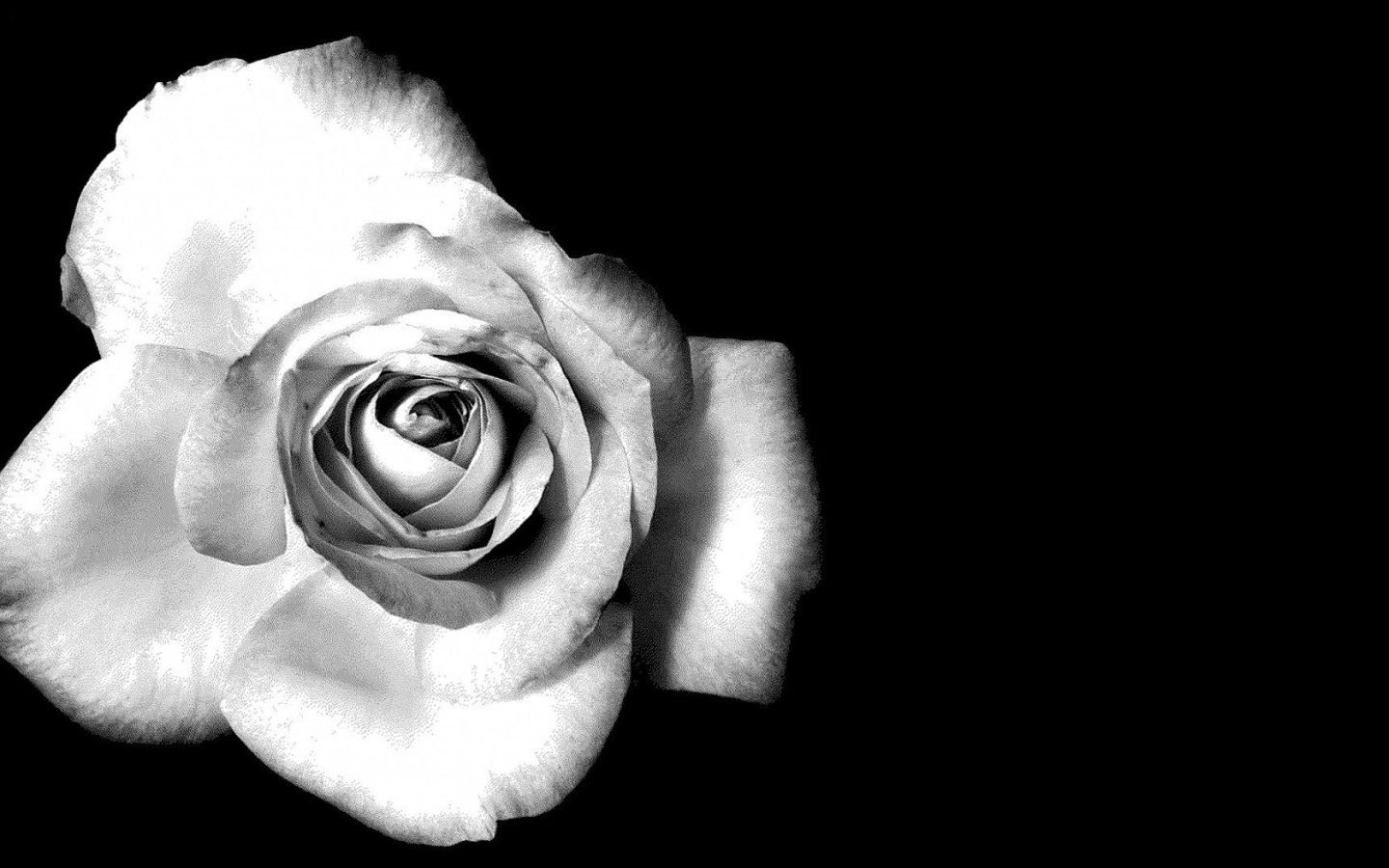 Rosa bianca e nera, 1440x900 720p, PC