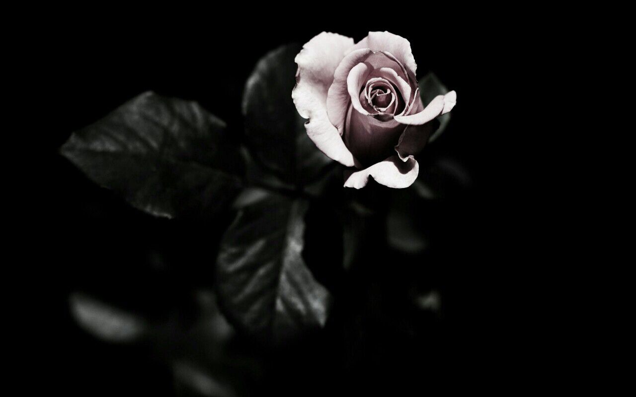 Rosa bianco e nero, 1280x800 720p, Laptop