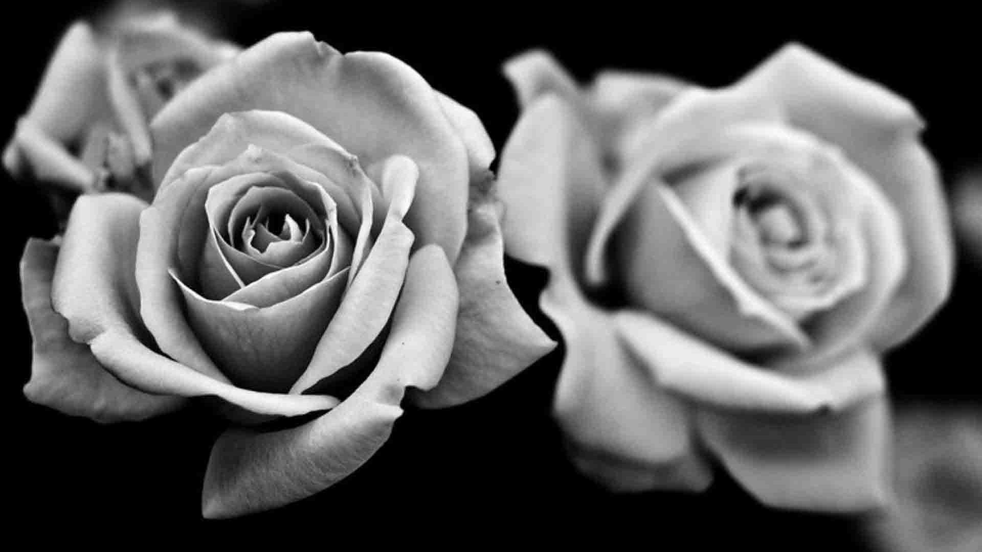 Rose in bianco e nero, 1920x1080 1080p, Desktop