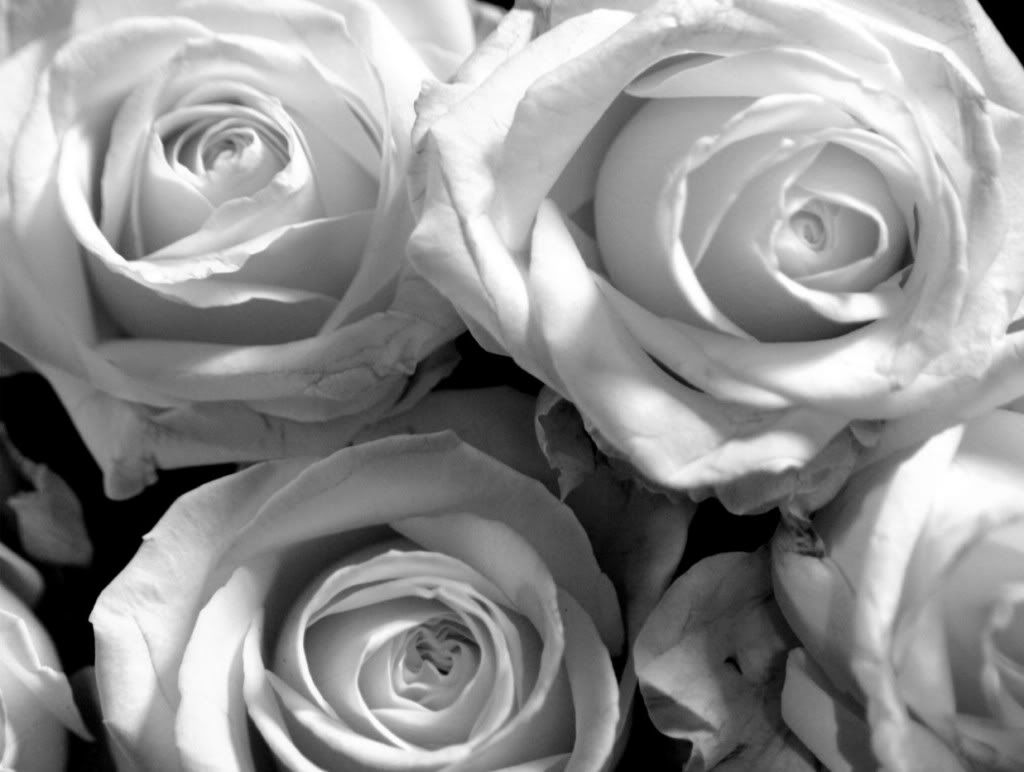 Rose bianche e nere, 1024x772 HD, iMac