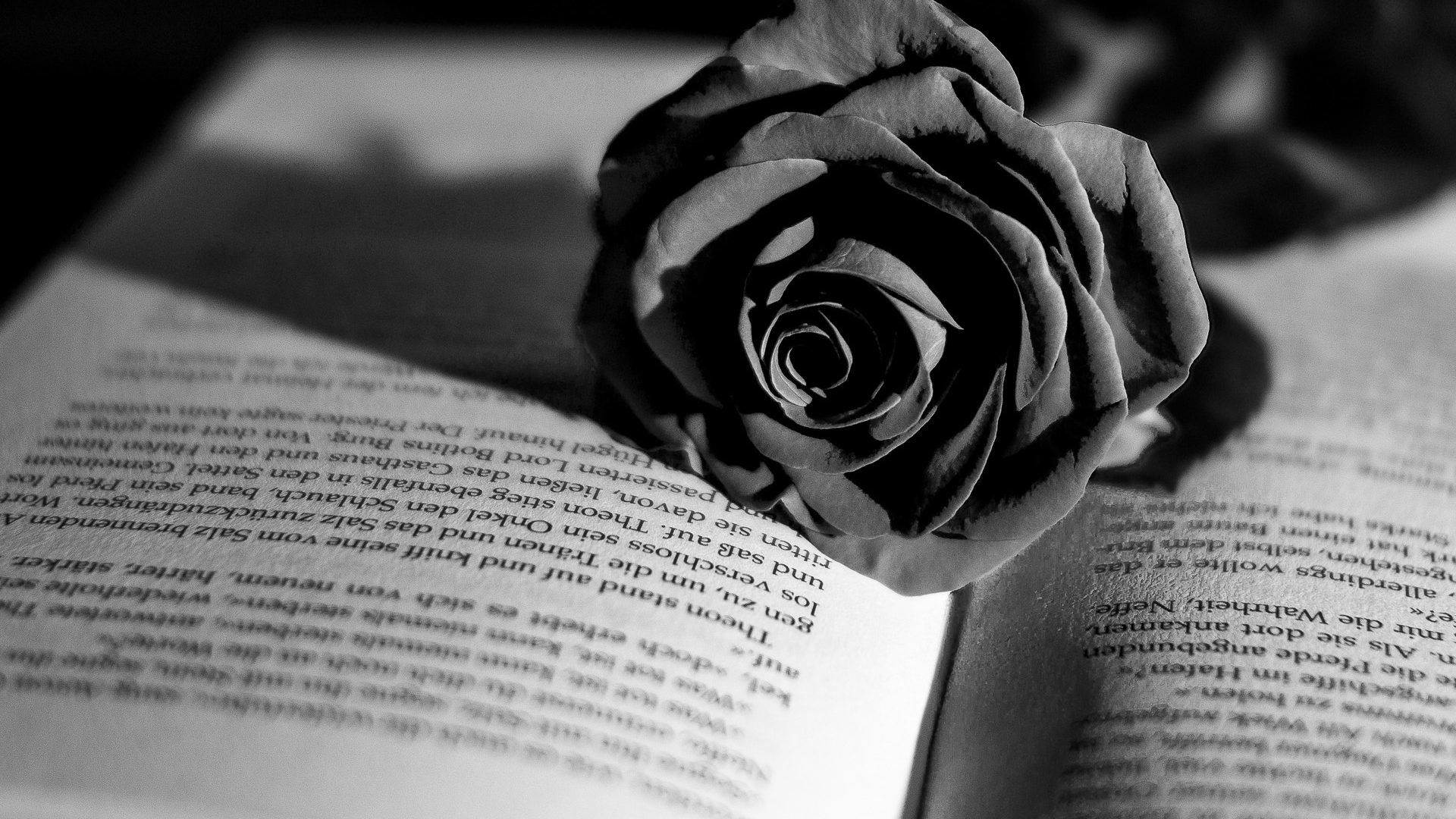 Rosa in bianco e nero su libro, 1920x1080 1080p, PC