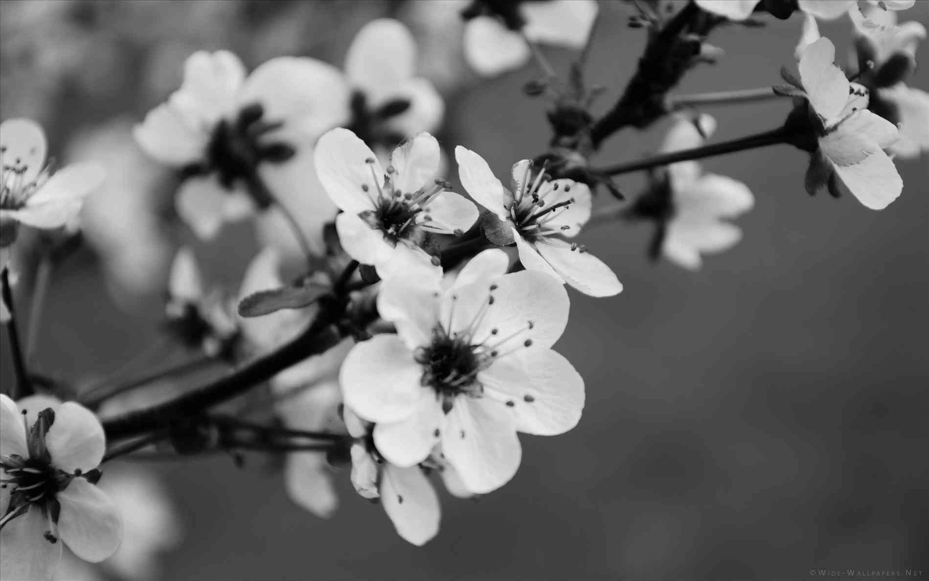 Fiori decorativi bianco e nero, 1680x1050 HD, Desktop