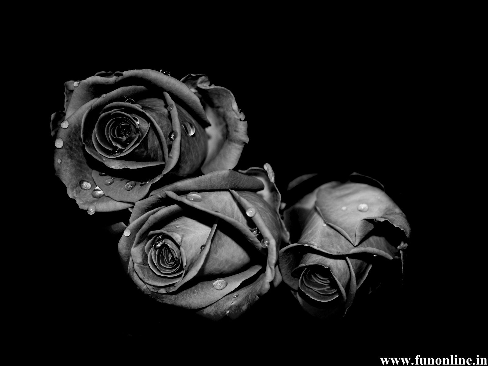 Rose bianco e nero con gocce, 1600x1200 HD Ready, Desktop