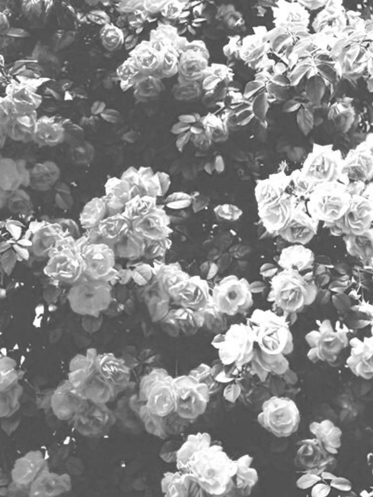 Rose in bianco e nero, 1200x1600 Verticale, Mobile