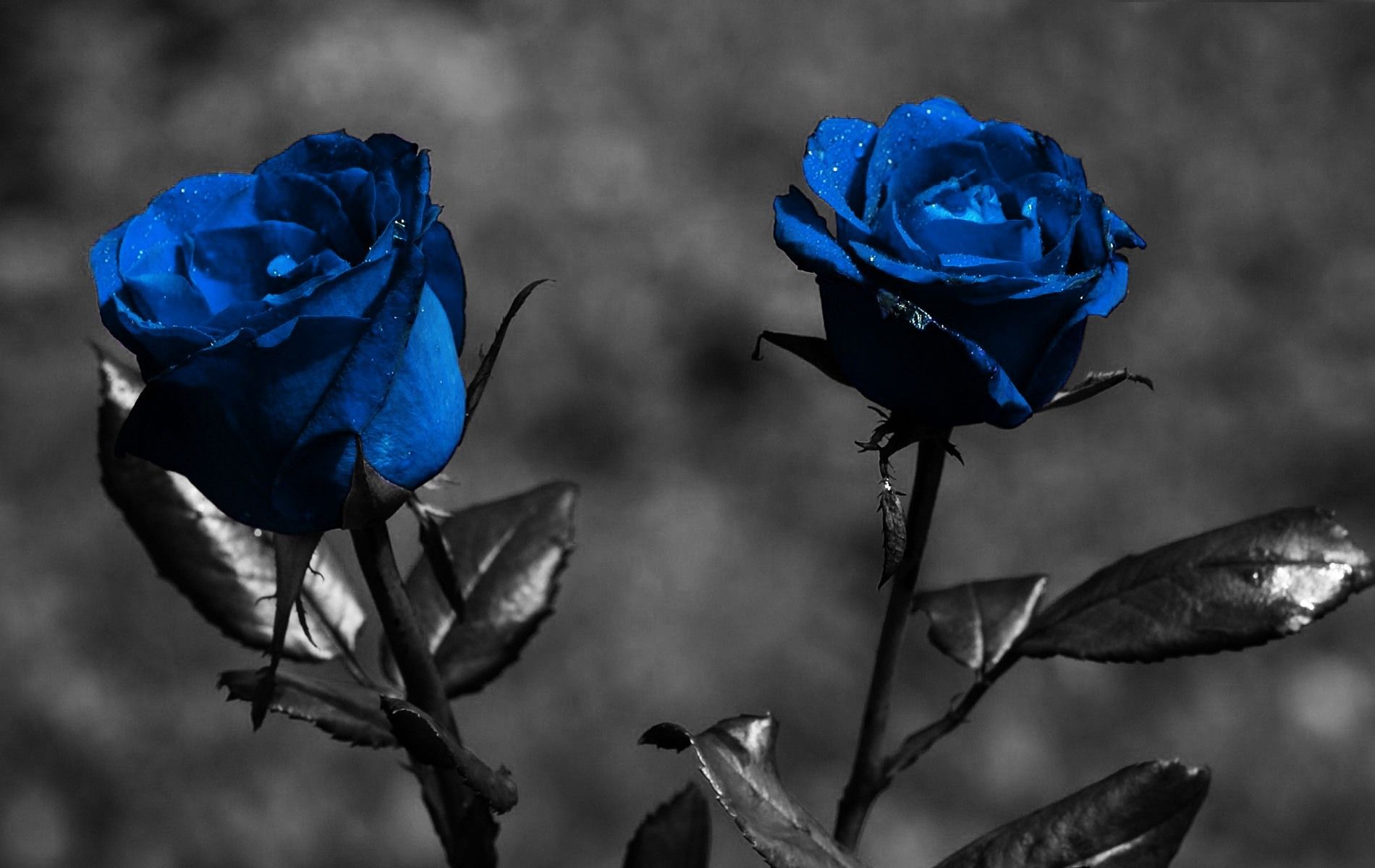 Rose blu su sfondo grigio, 1900x1200 HD, Desktop