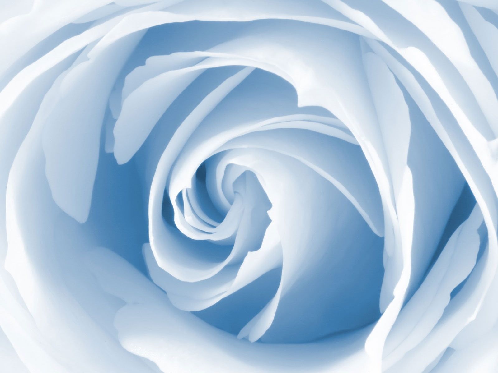 Rosa blu bianca macro, 1600x1200 HD Ready, Desktop