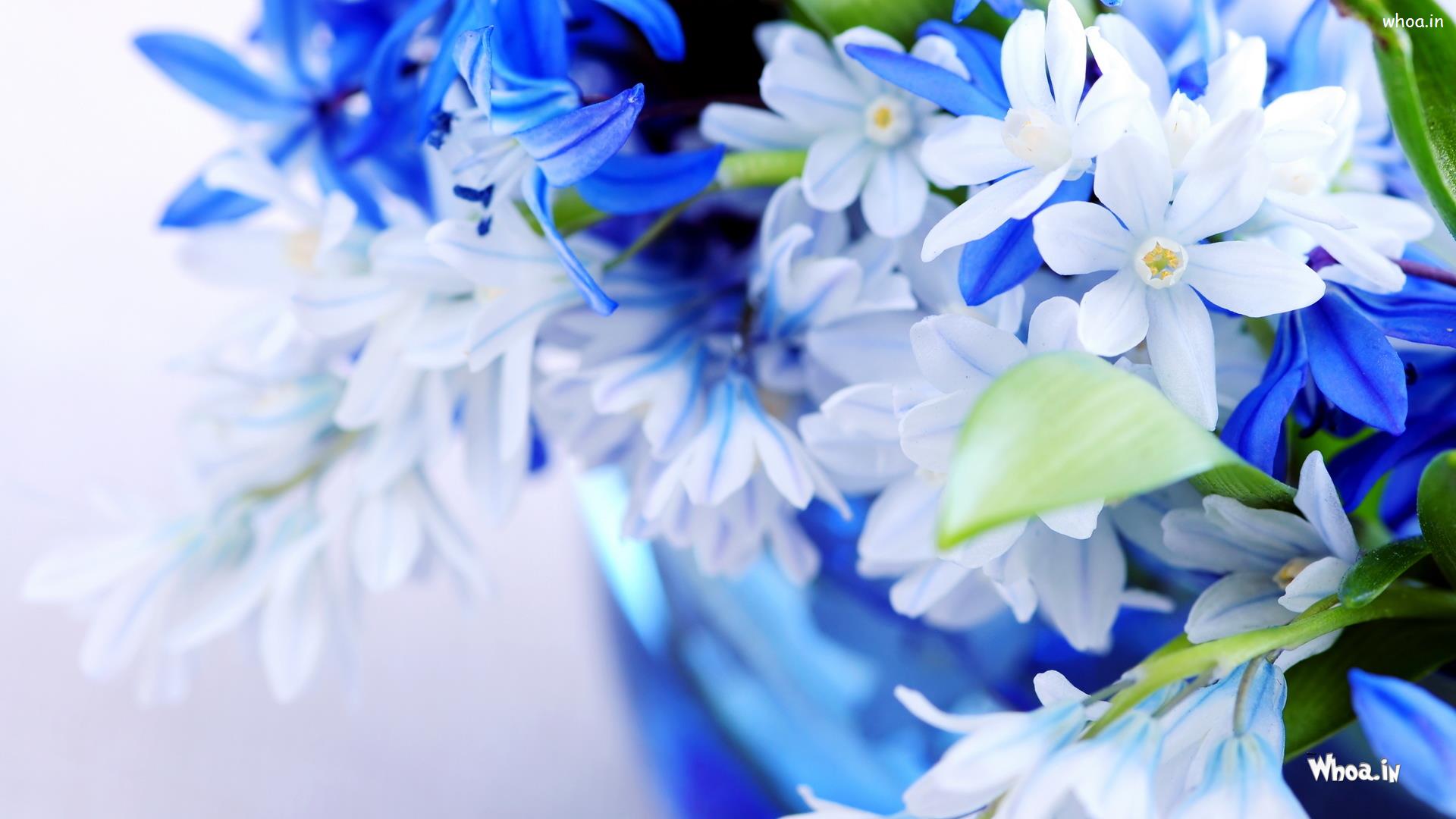 Rosa bianca con petali blu, 1923x1438 Full HD+ WUXGA, iMac