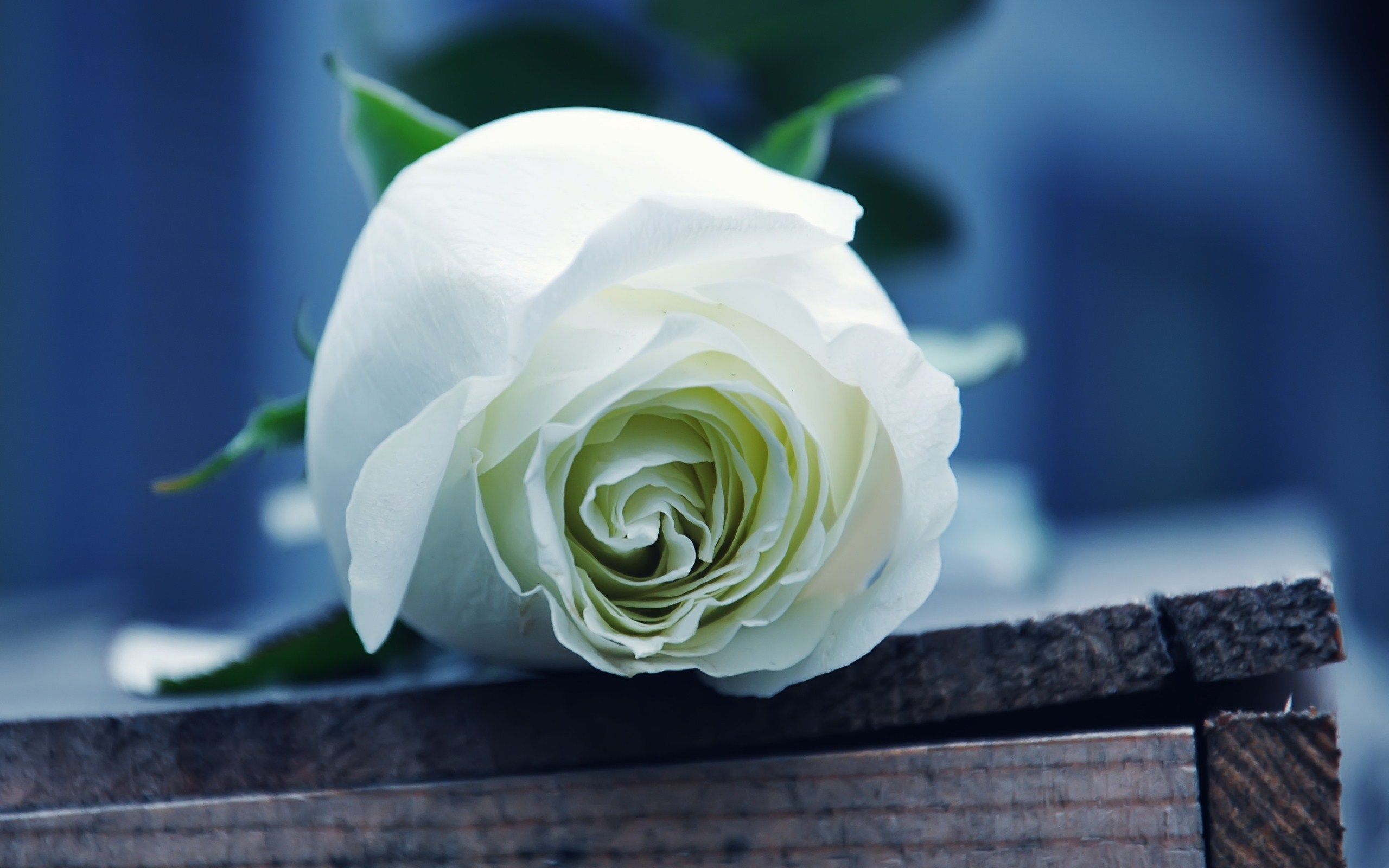 Rosa bianca su legno, 2560x1600 2K+, PC