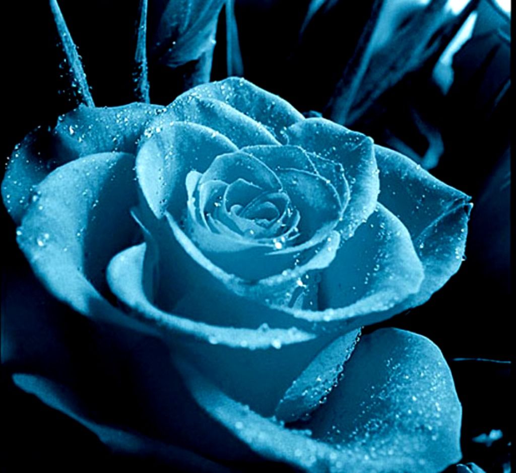 Rosa blu con gocce d'acqua, 1024x939 HD, PC