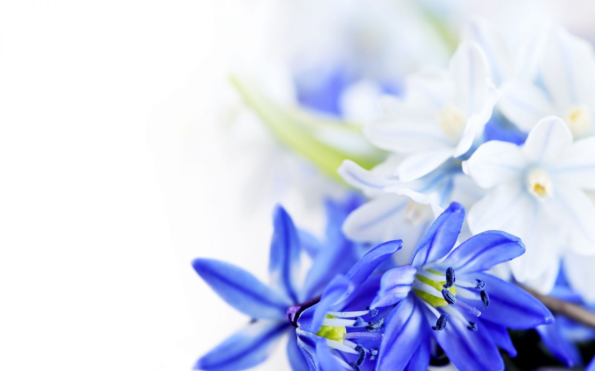 Fiori blu e bianchi, 1920x1200 Full HD+ WUXGA, Desktop