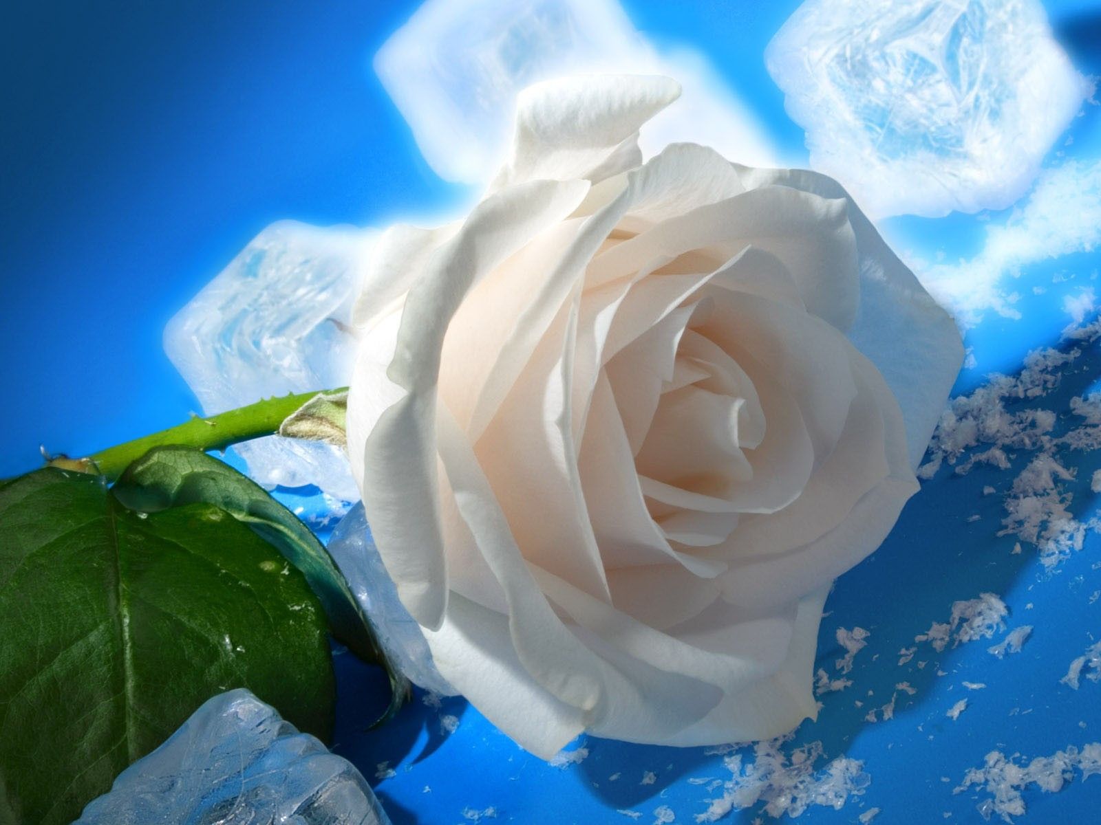 Rose blu con gocce d'acqua, 1600x1200 HD, Desktop