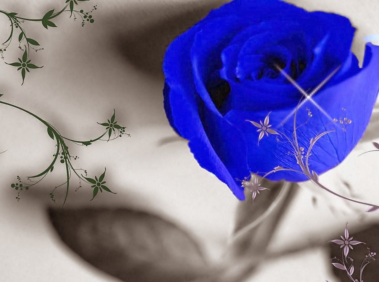 Rosa blu con gocce, 1600x1000 900p, PC