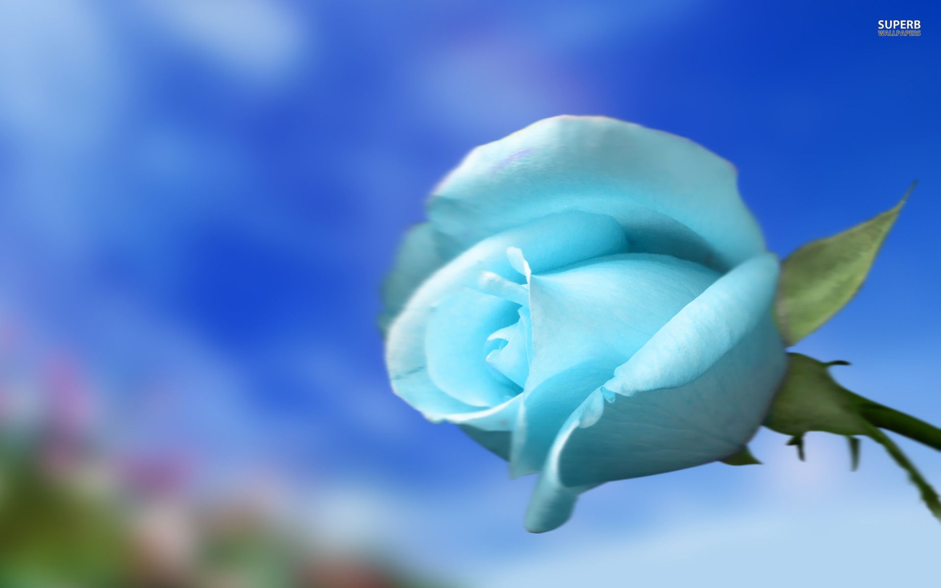 Fiori blu e bianchi in vaso, 1920x1080 Full HD 1080p, Desktop