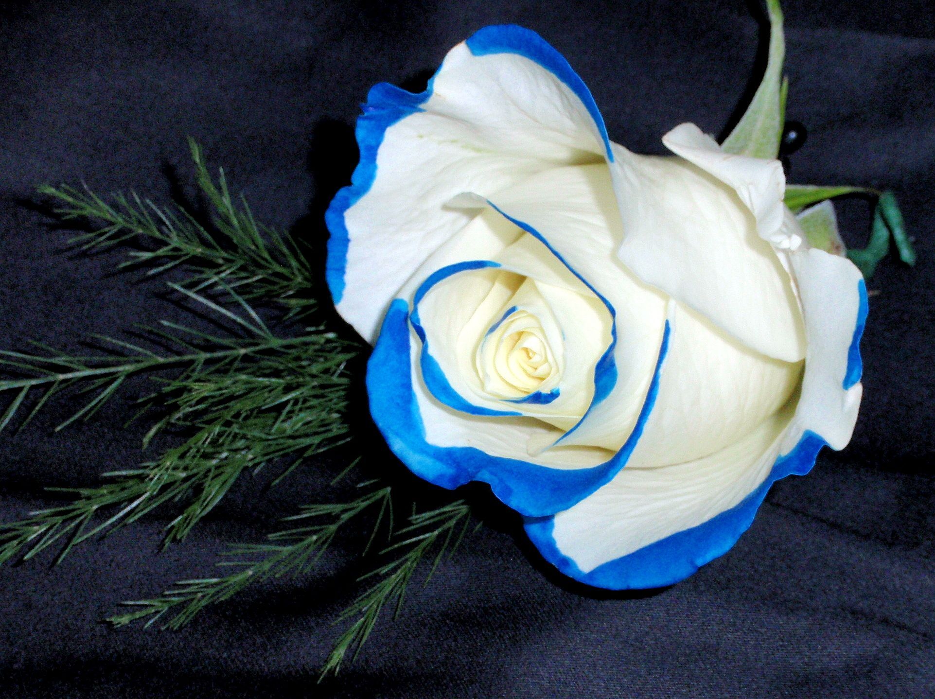 Rose rossa e bianca cielo, 1500x1200 HD, Desktop