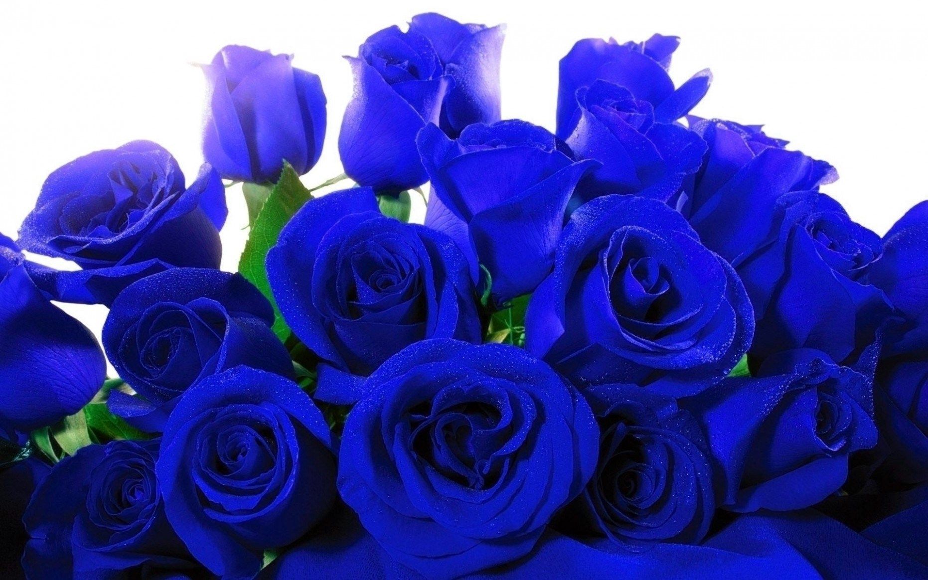 Mazzo di rose blu, 1862x1164 900p, Desktop