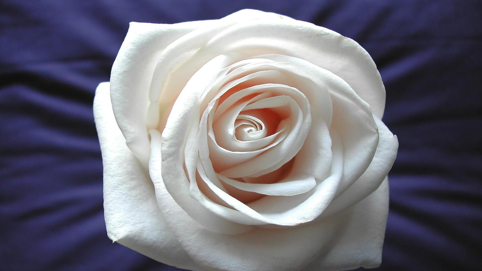 Rosa blu decorativa, 1280x953 HD, HP Laptop