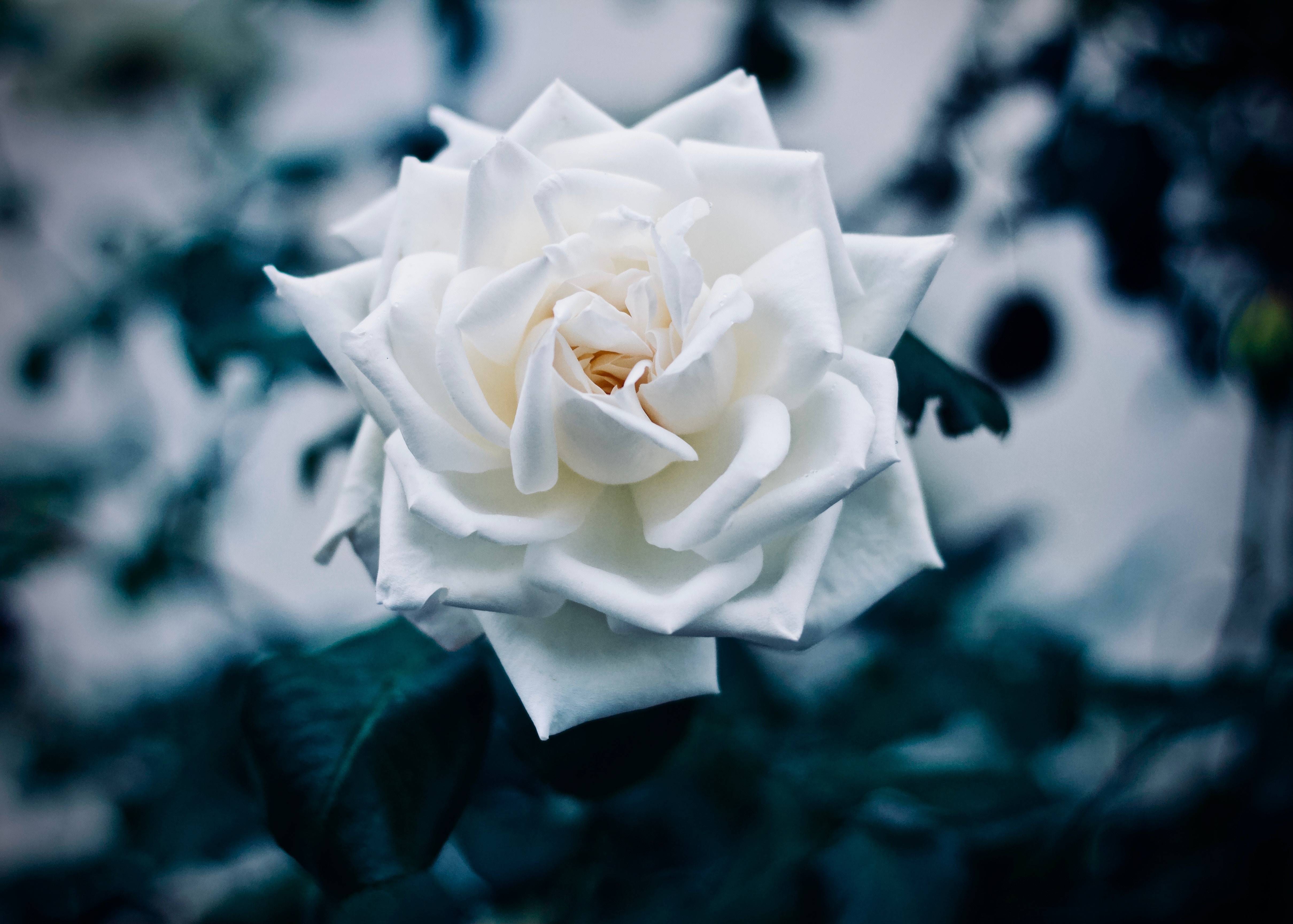 Rosa bianca sfondo blu scuro, 4838x3456 UHD, PC 4K