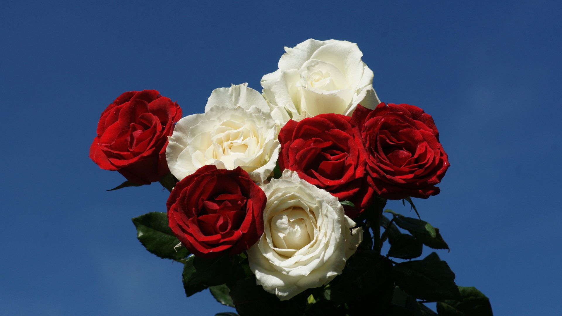 Rose rosse e bianche bouquet, 1920x1080 Full HD, Desktop