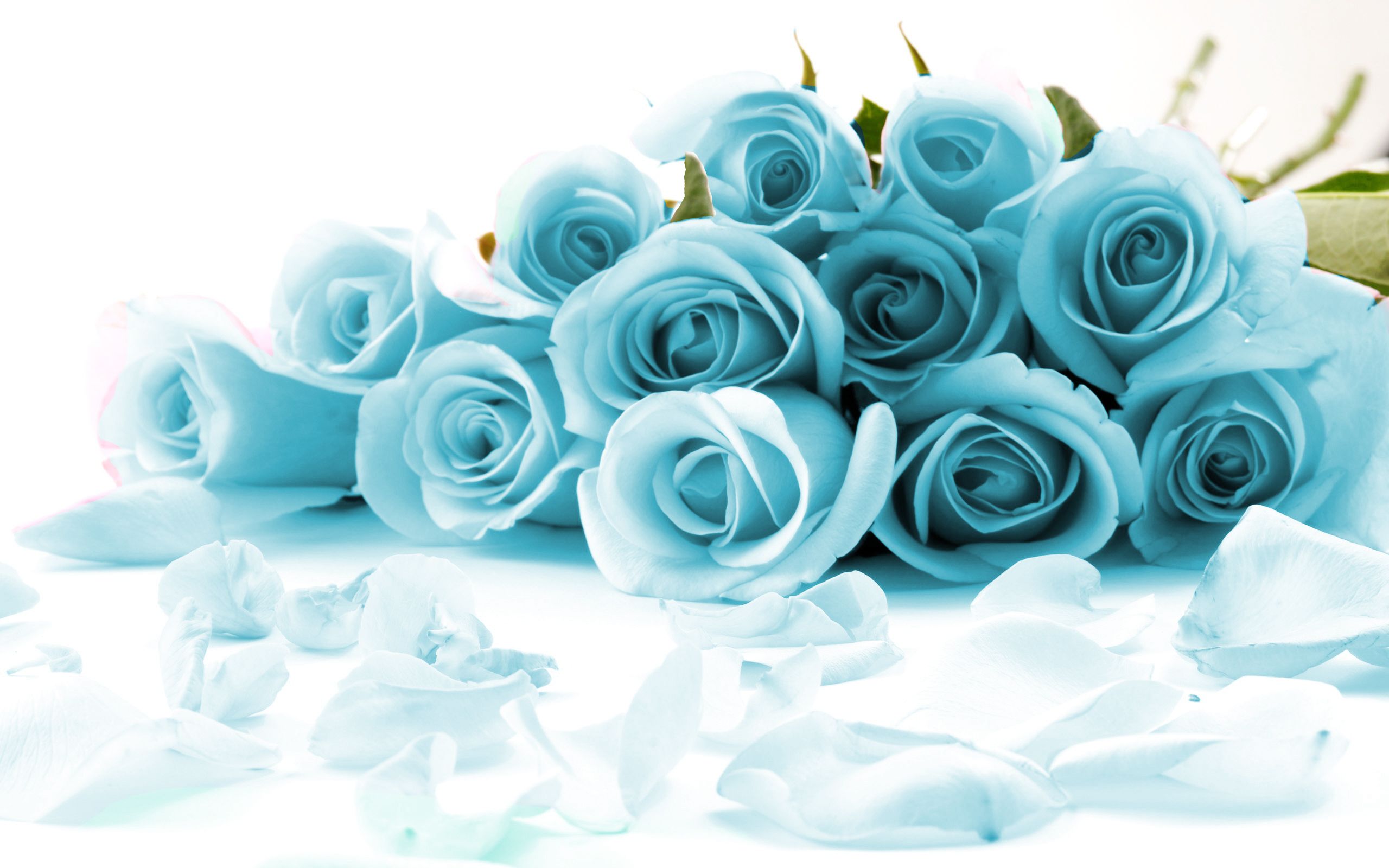 Bouquet di rose blu, 2560x1600 2K, Laptop