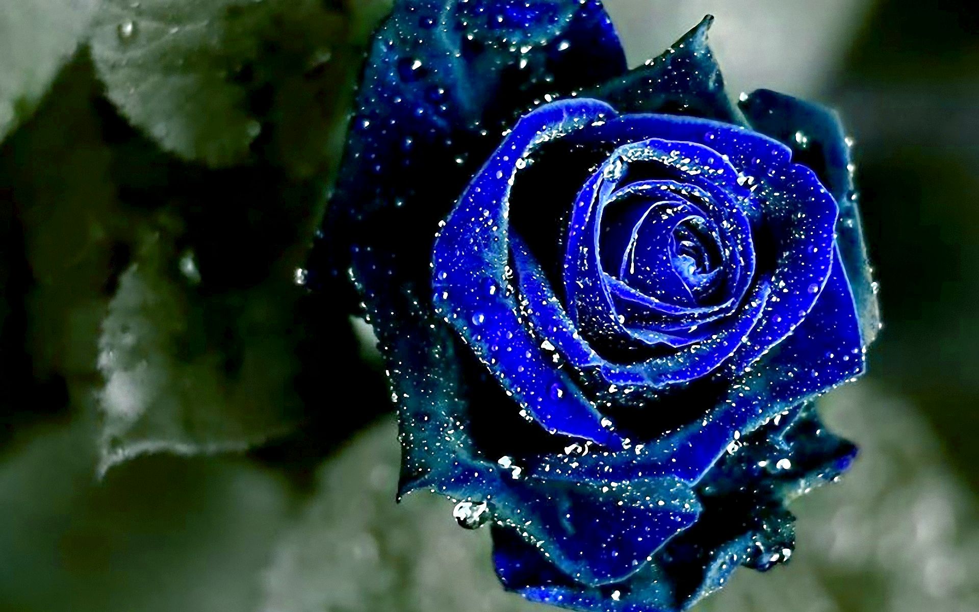 Rosa blu con gocce d'acqua, 1920x1200 WUXGA, Laptop