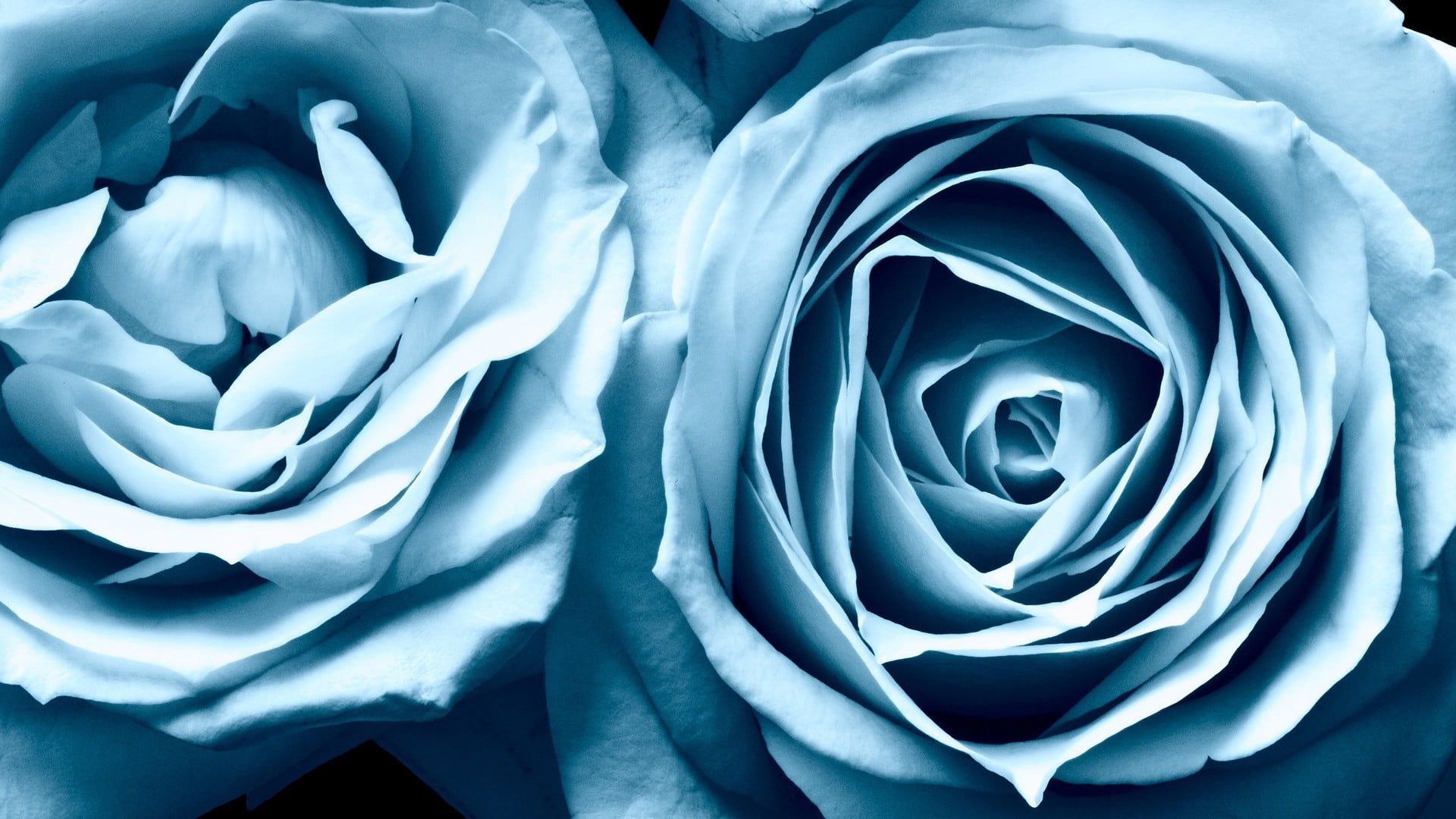 Rosa blu con cielo, 1920x1200 Full HD+ WUXGA, PC