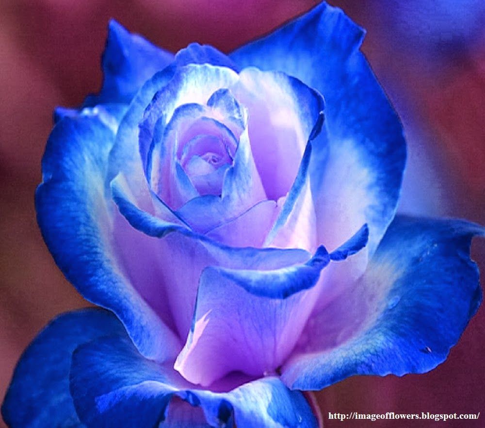Rosa blu e bianca, 1000x882 HD, PC