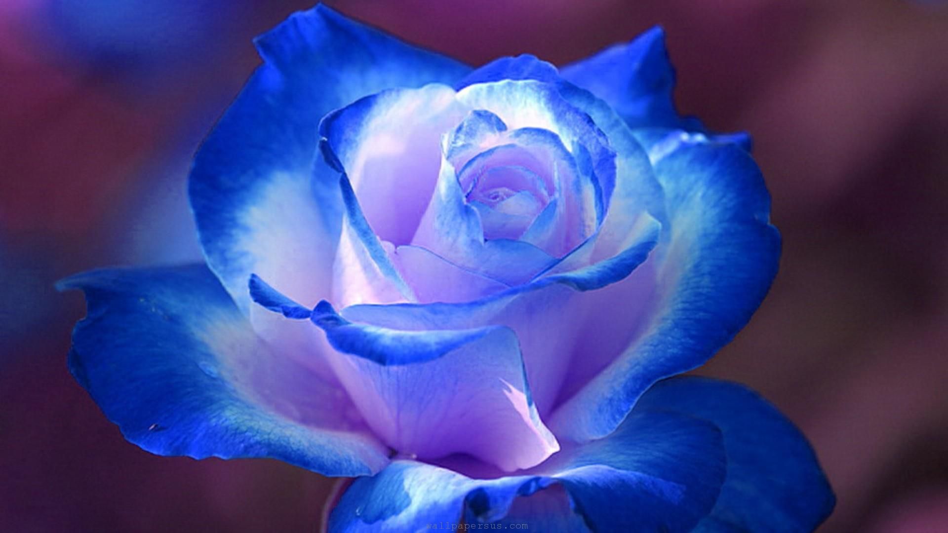 Rosa blu e bianca, 1920x1080 Full HD 1080p, PC Desktop