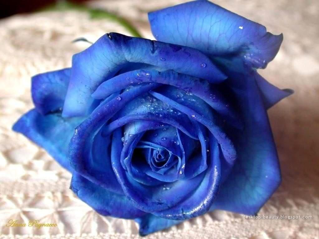 Rose blu e farfalla, 2560x1600 WQXGA, Desktop