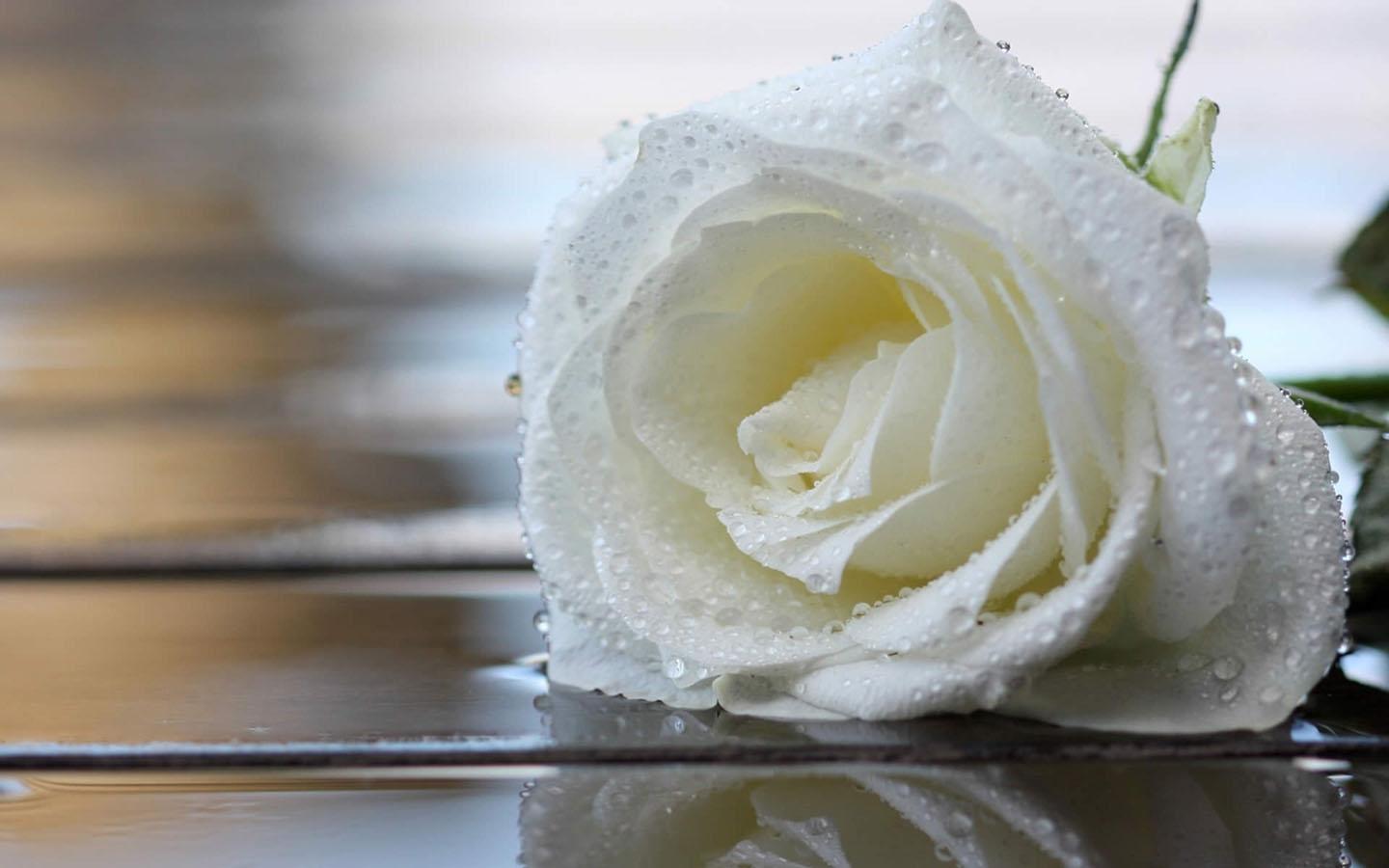 Rosa bianca con gocce d'acqua, 1440x900 720p, PC