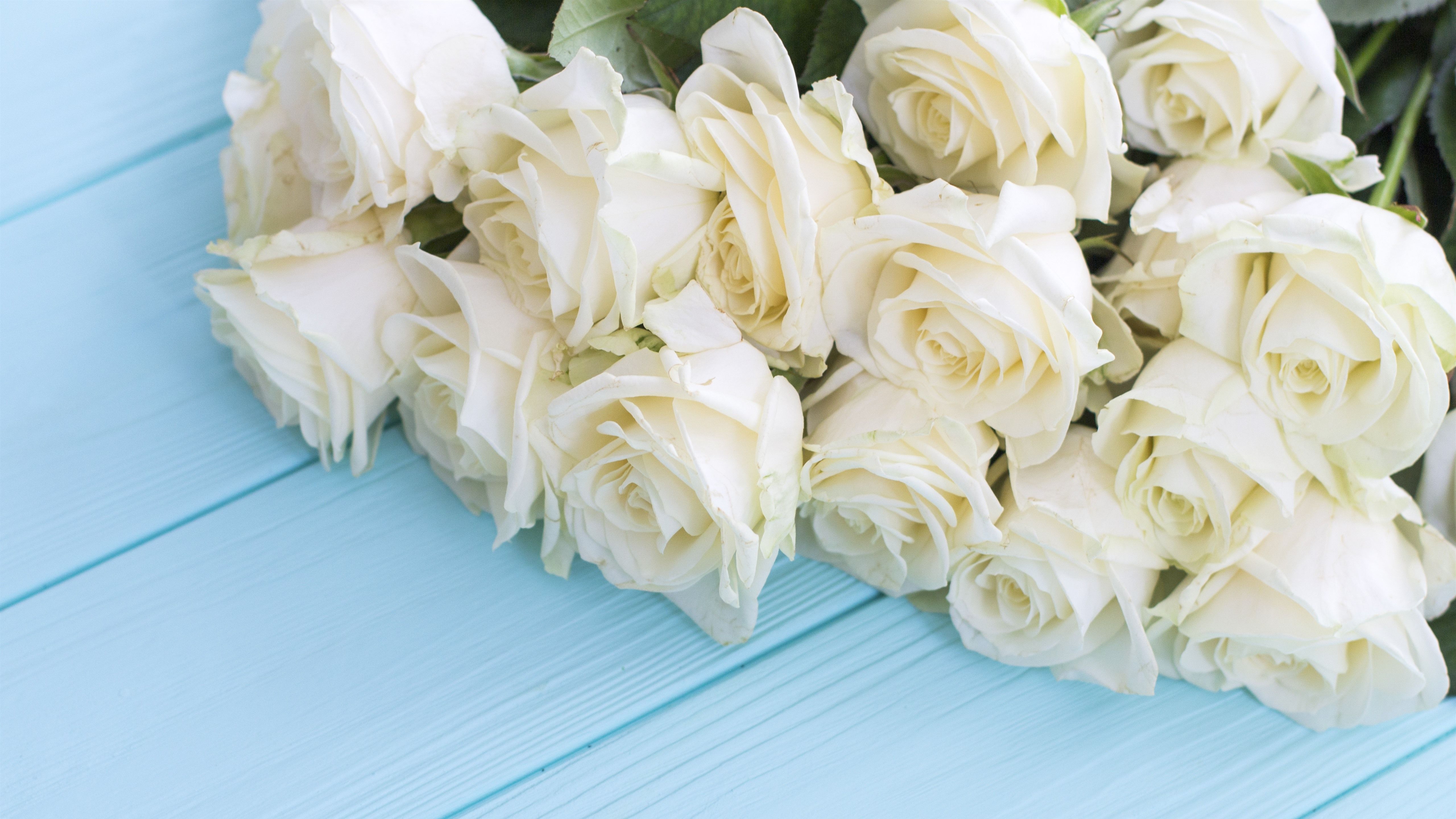 Rose bianche su legno azzurro, 5120x2880 UHD, PC 4K