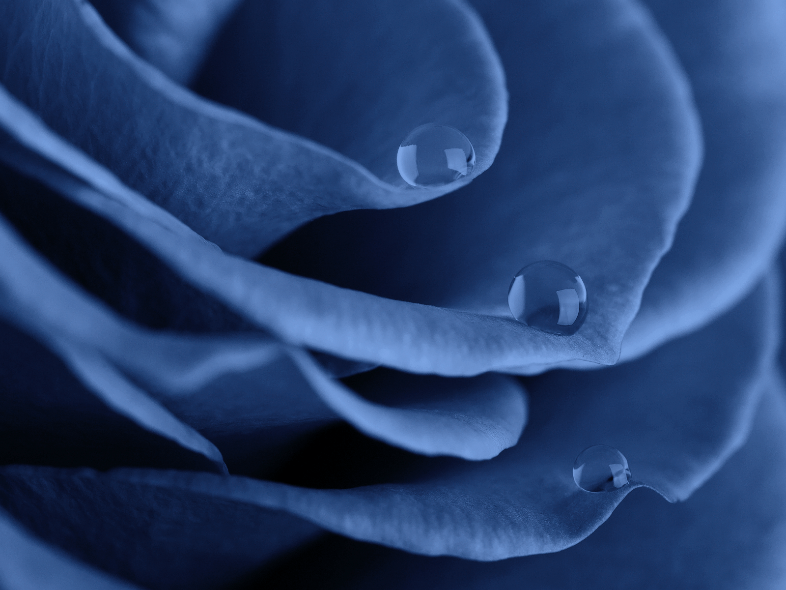 Rosa blu con gocce d'acqua, 1600x1200 HD Ready, Desktop
