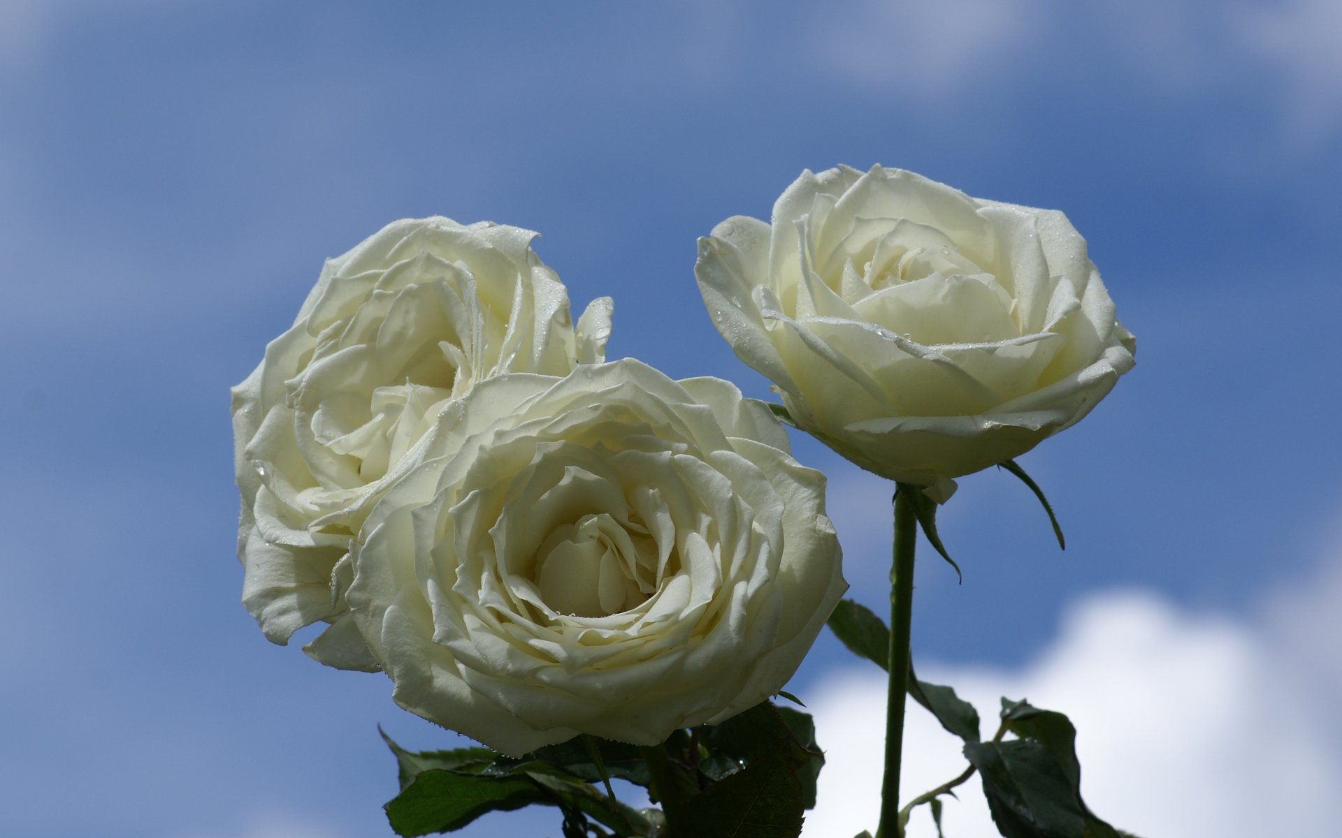 Rose bianche cielo blu, 1920x1200 WUXGA, Desktop