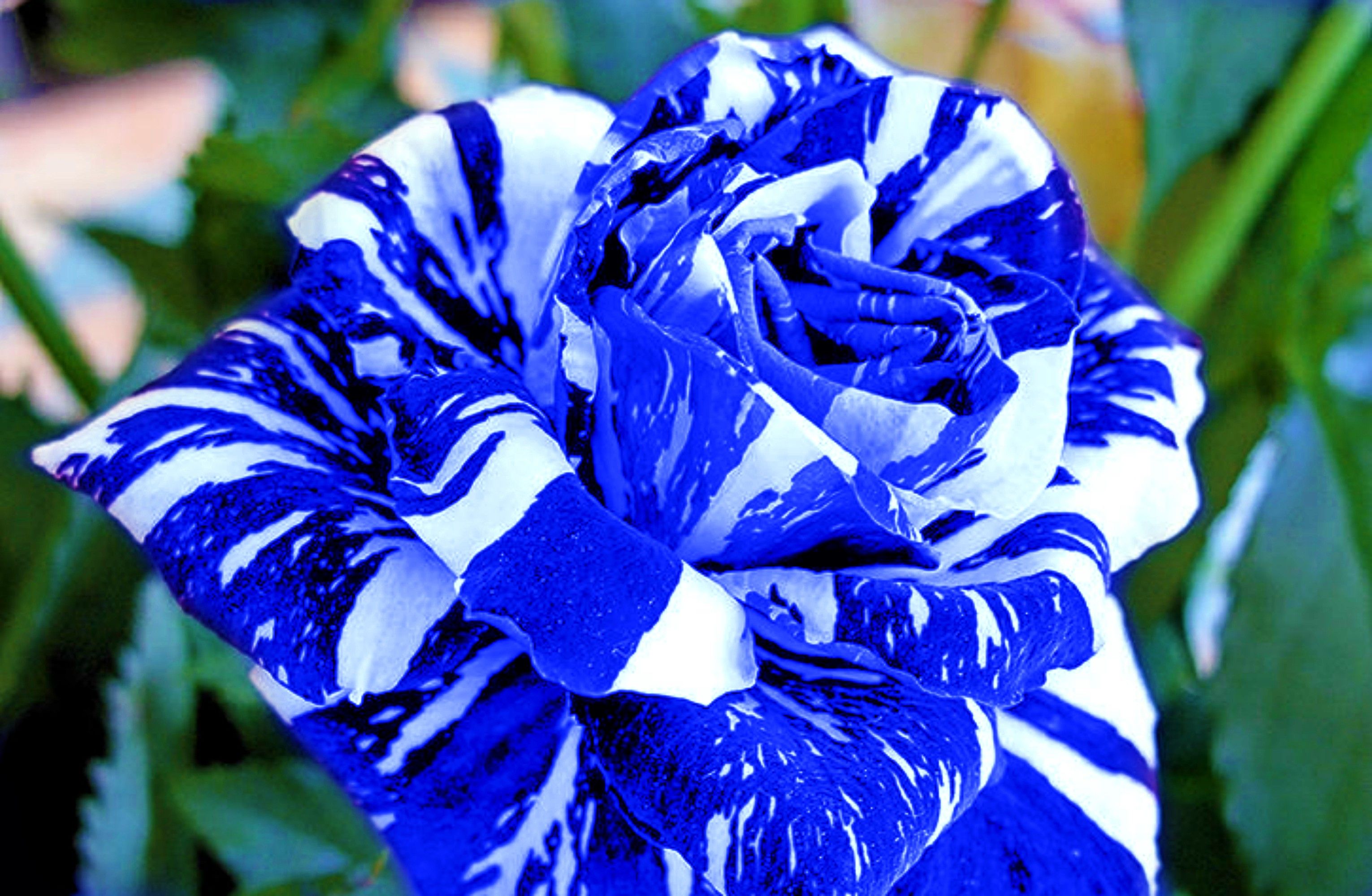 Rosa blu e bianca variegata, 3061x2000 2K, Laptop