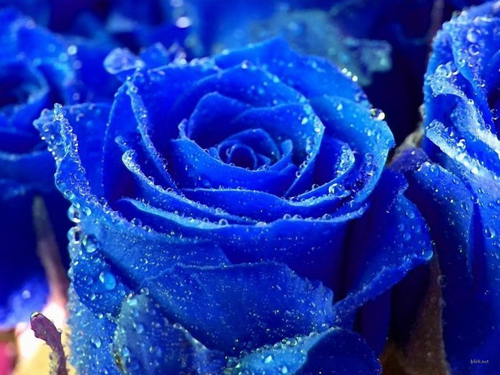 Rosa bianca con gocce d'acqua, 1920x1080 Full HD, PC