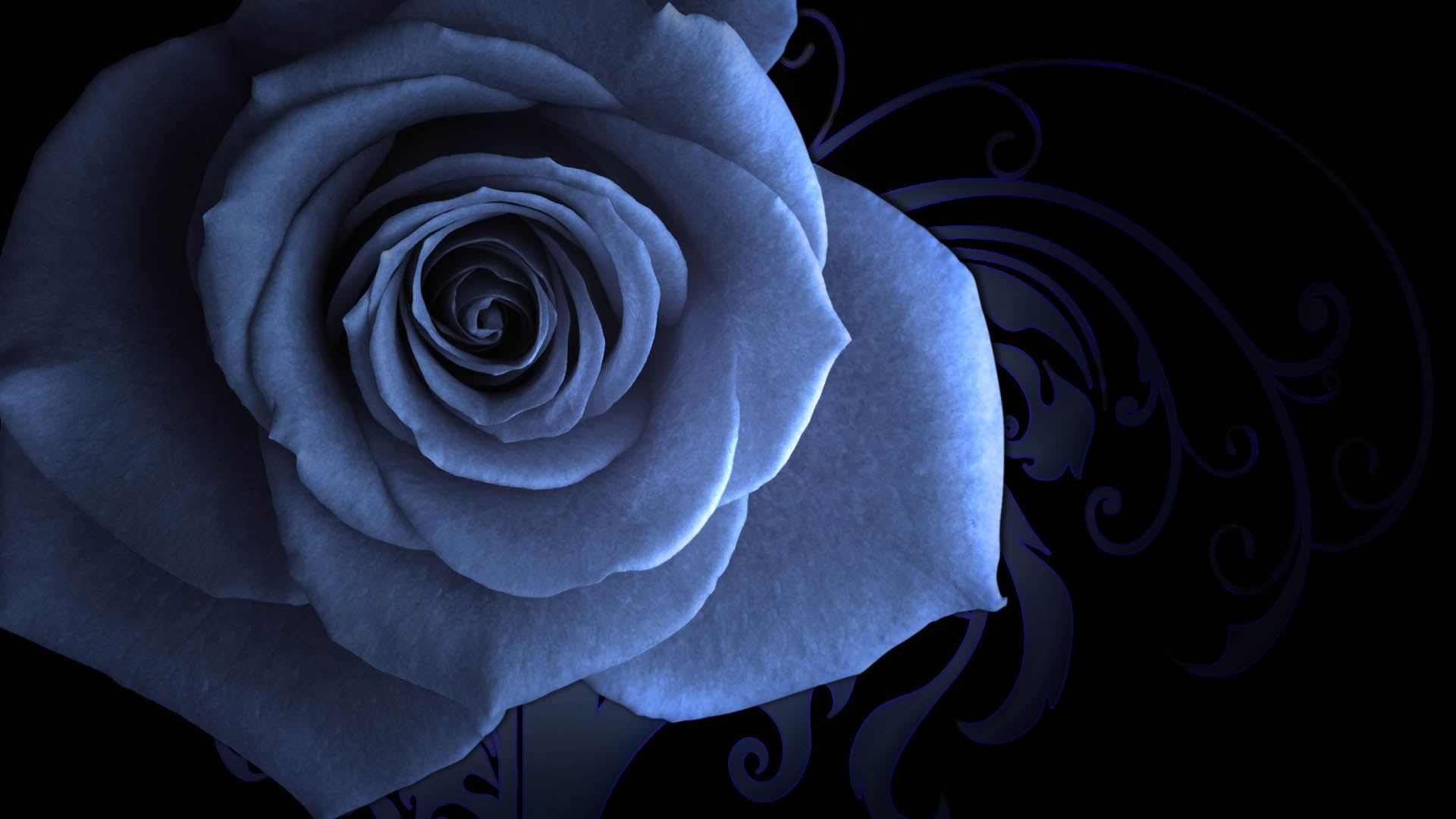 Rosa bianca su tessuto viola, 1920x1080 Full HD 1080p, Desktop