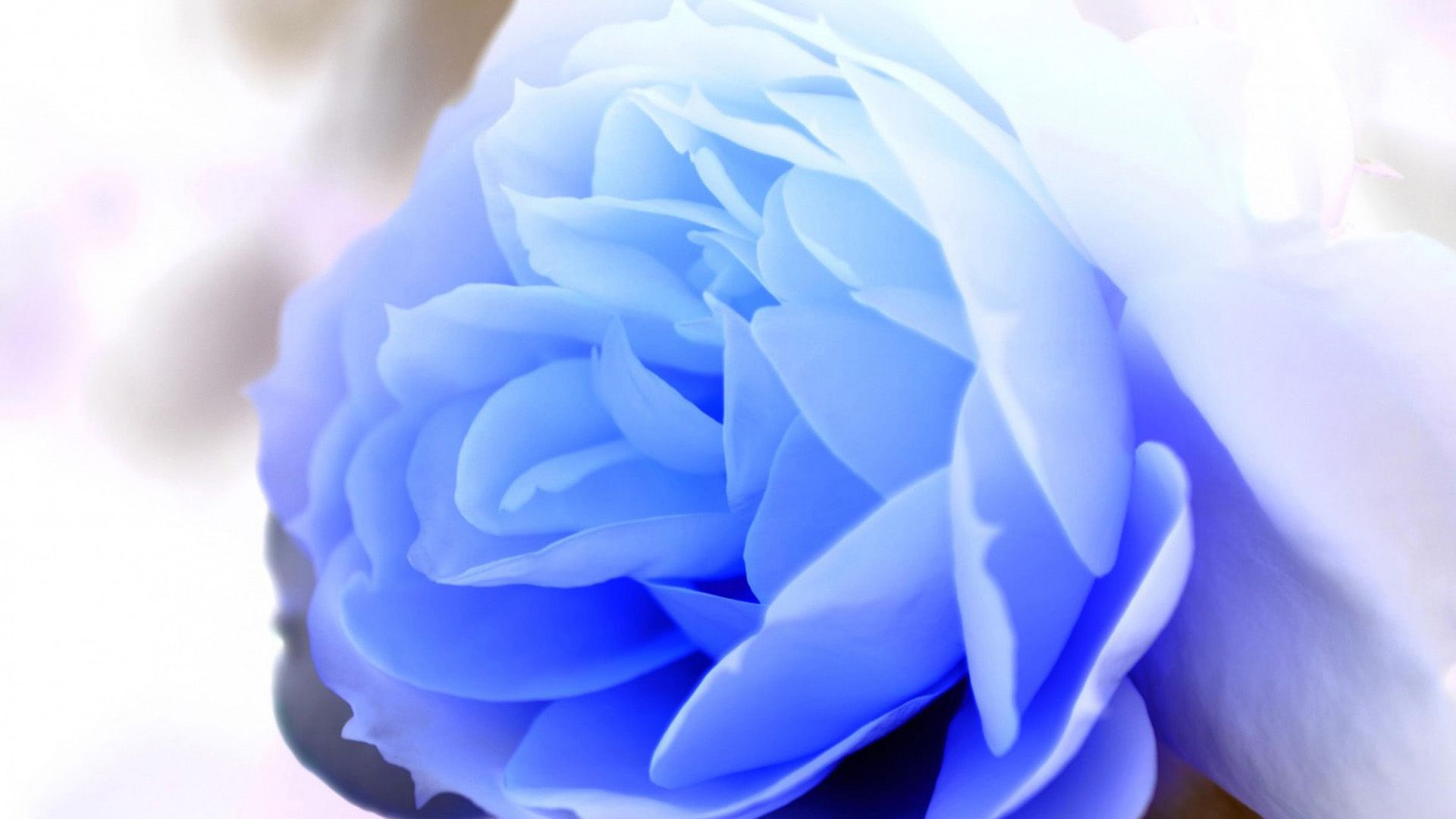 Rose blu in primo piano, 1920x1080 Full HD, PC Desktop