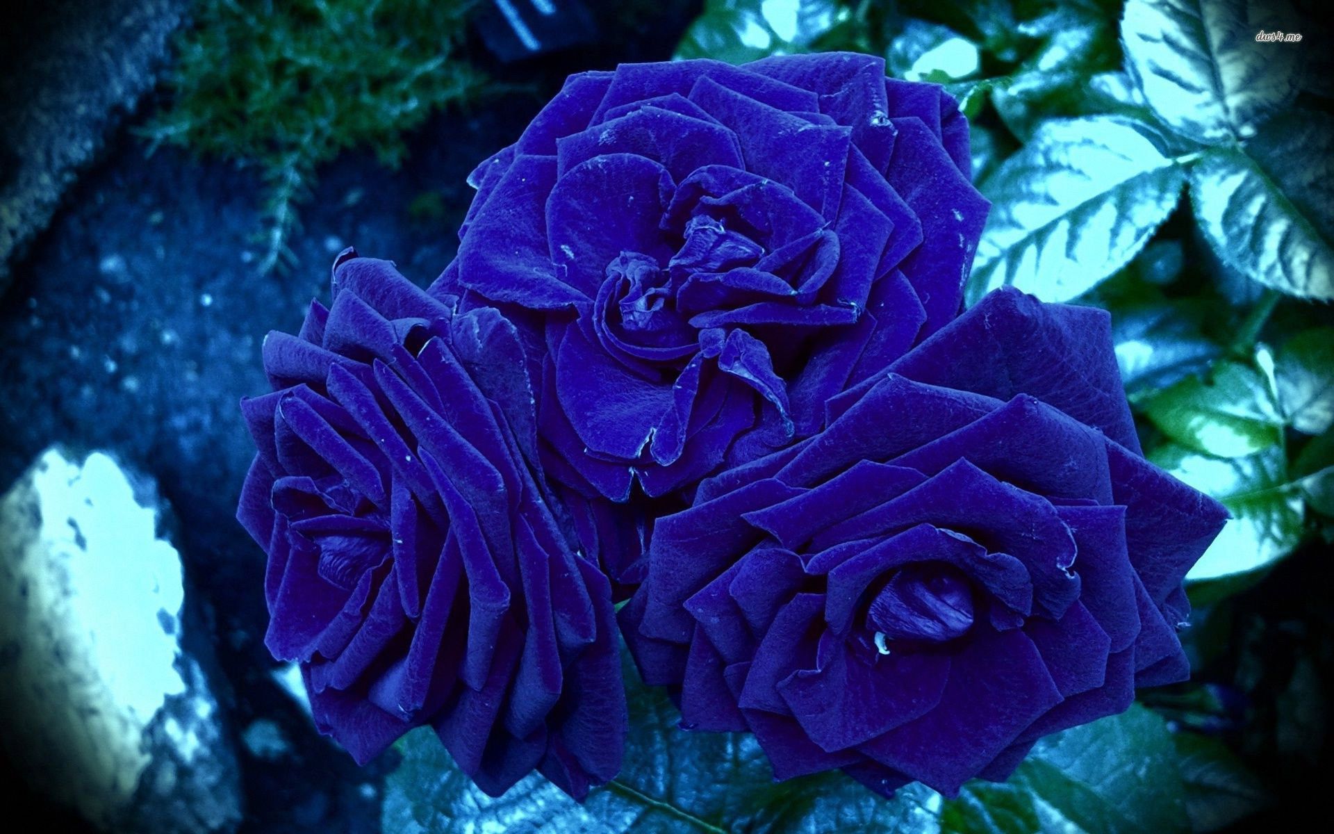 Rosa blu con gocce d'acqua, 1024x768 HD, Desktop