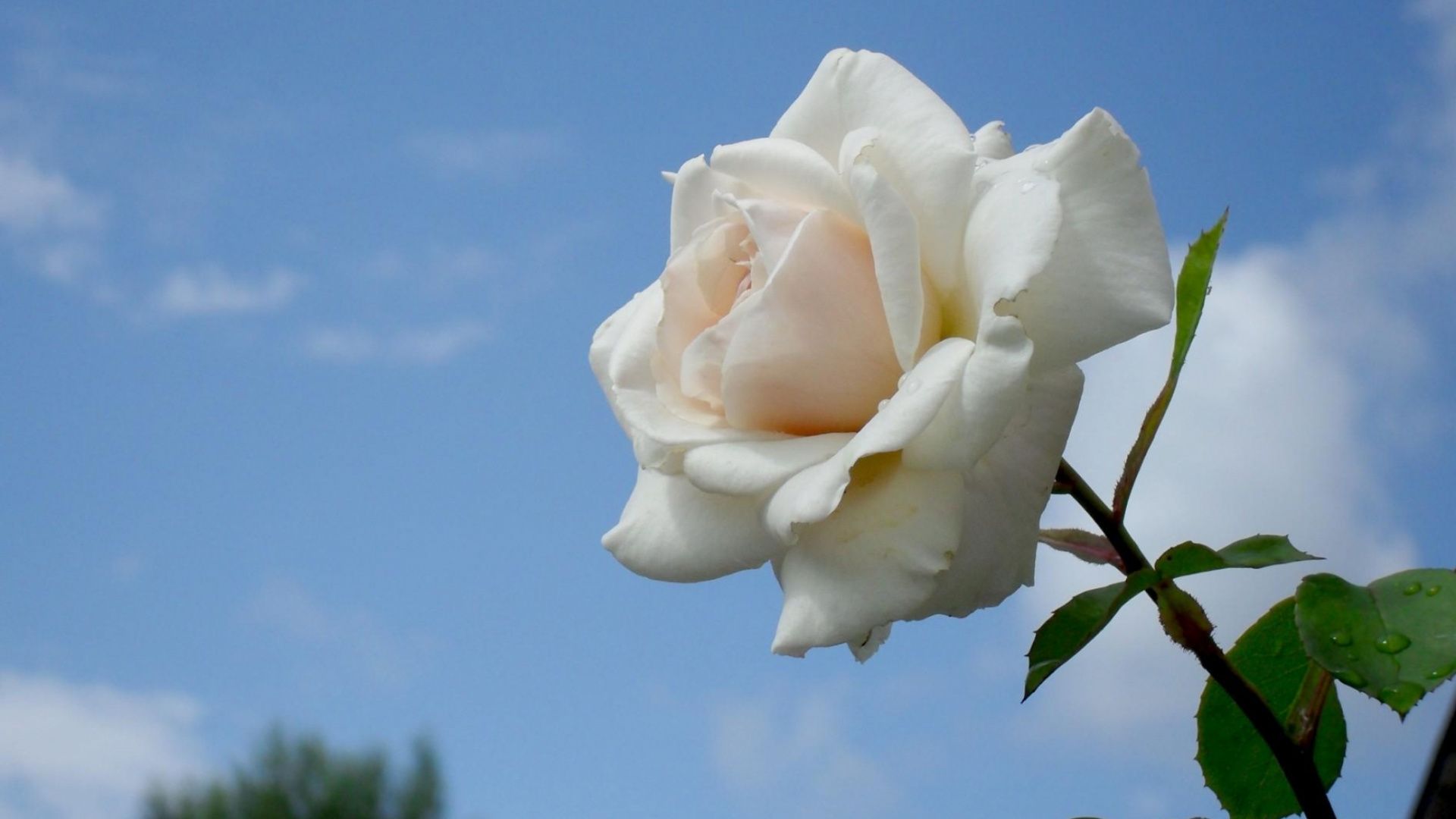 Rosa bianca su cielo blu, 1920x1080 Full HD 1080p, Desktop