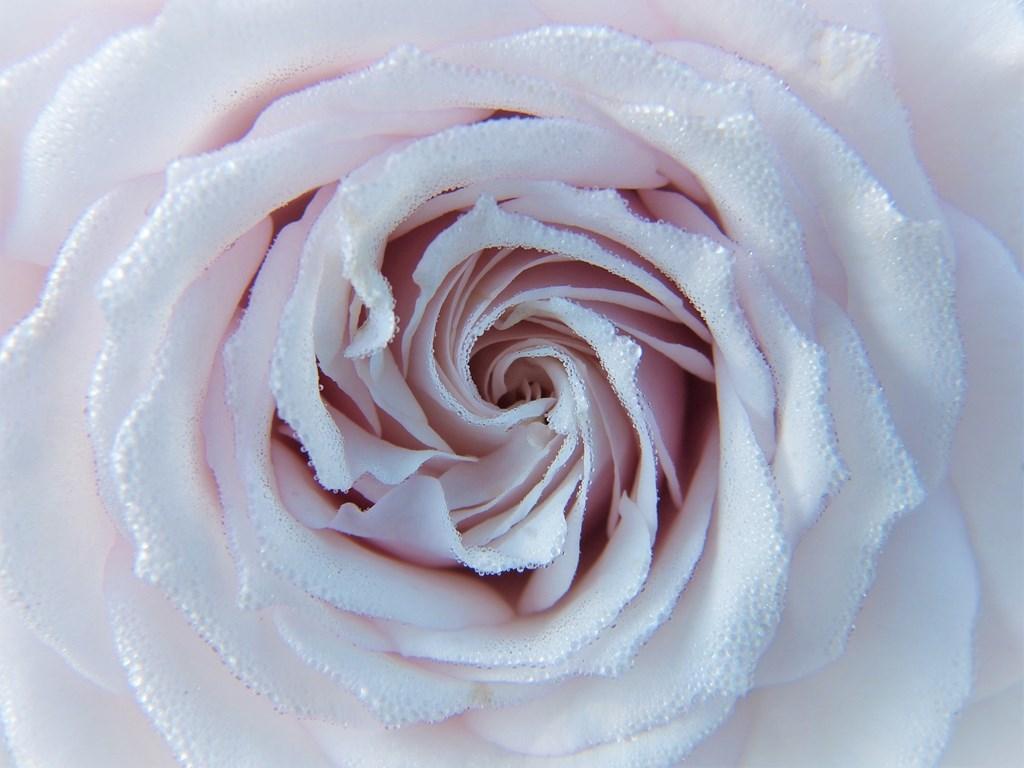 Rosa bianca rosata macro, 1024x768 HD, Desktop