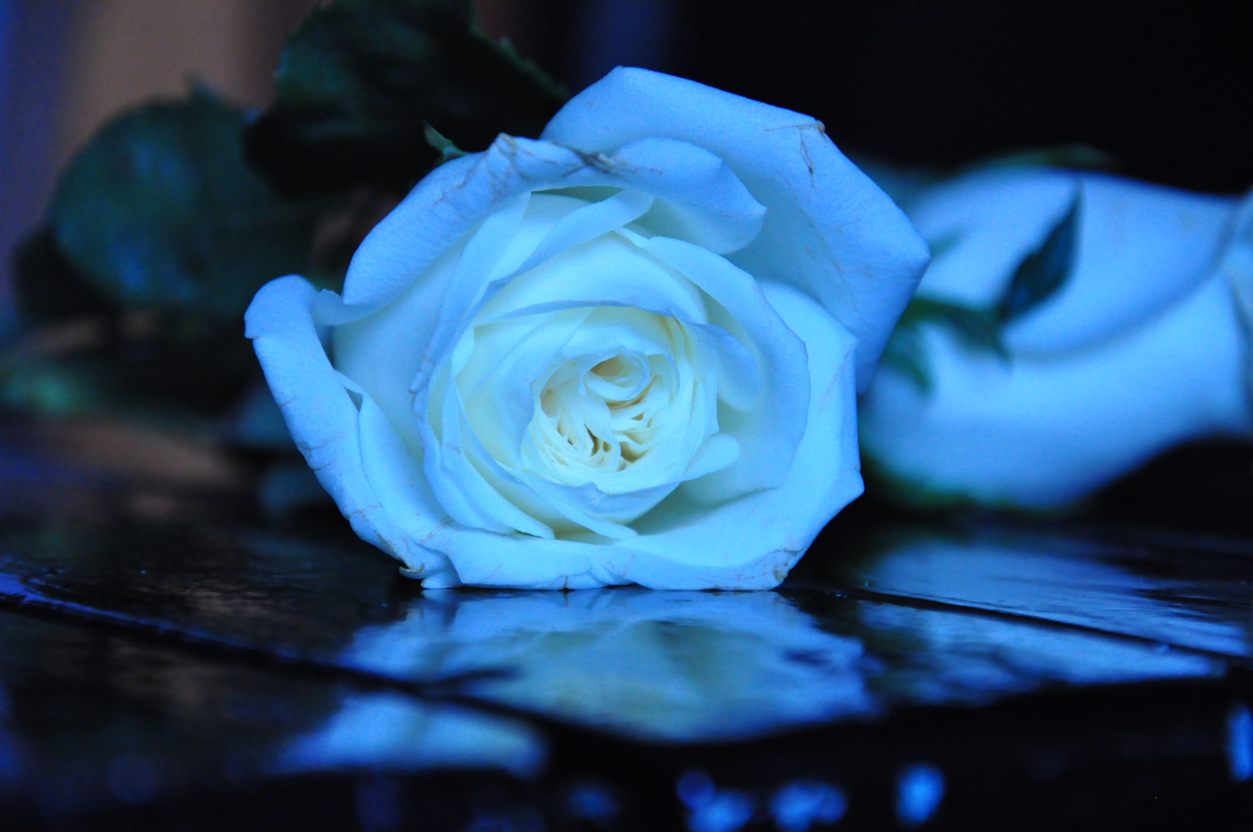 Rosa bianca luce blu, 4288x2848 4K Ultra HD, Monitor 4K