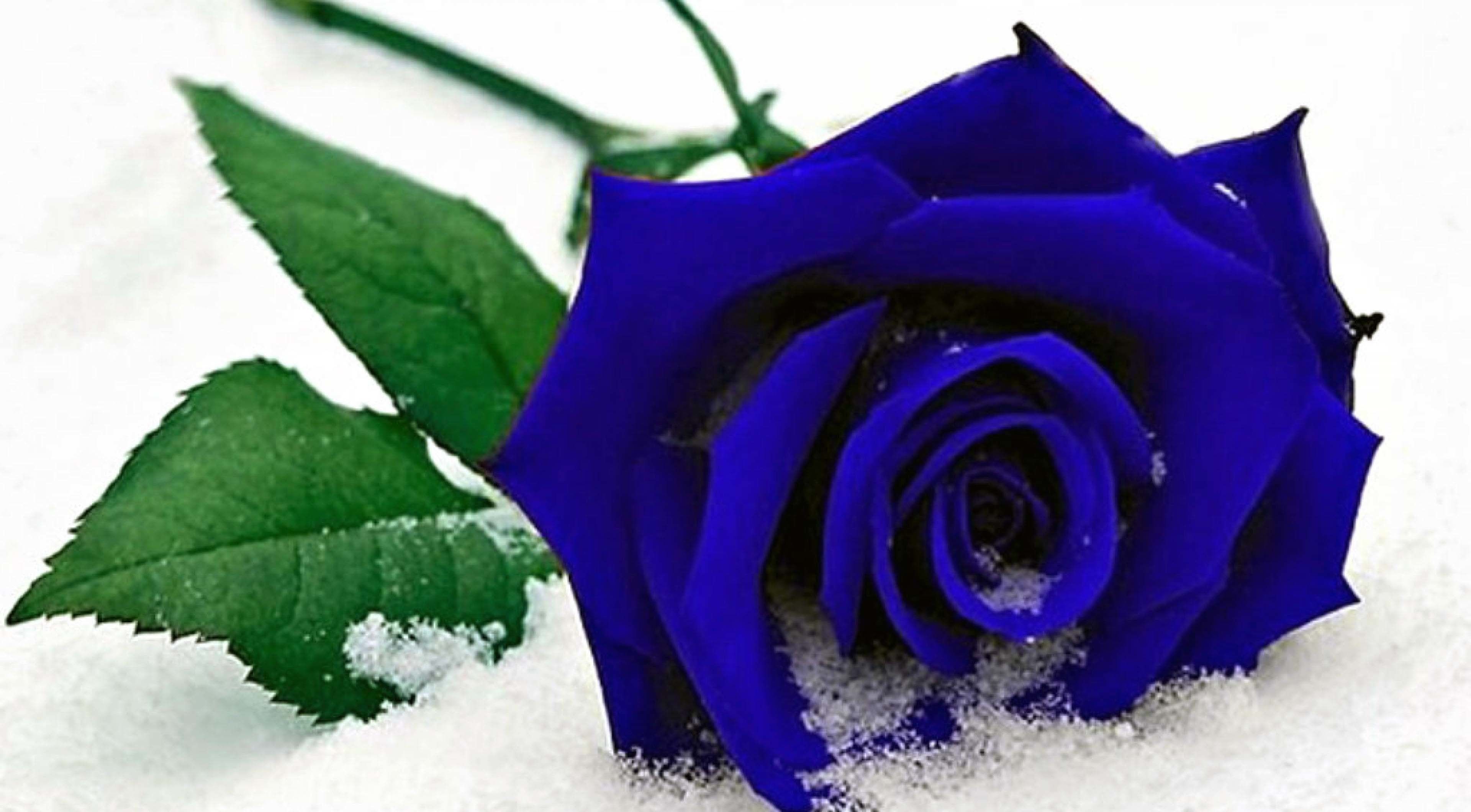 Rose rosse bianche e blu, 1024x768 HD, Laptop