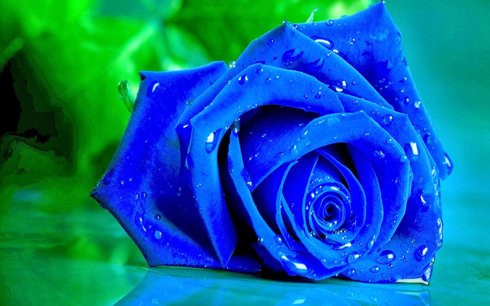 Rose blu e bianche, 1920x1080 1080p, Desktop