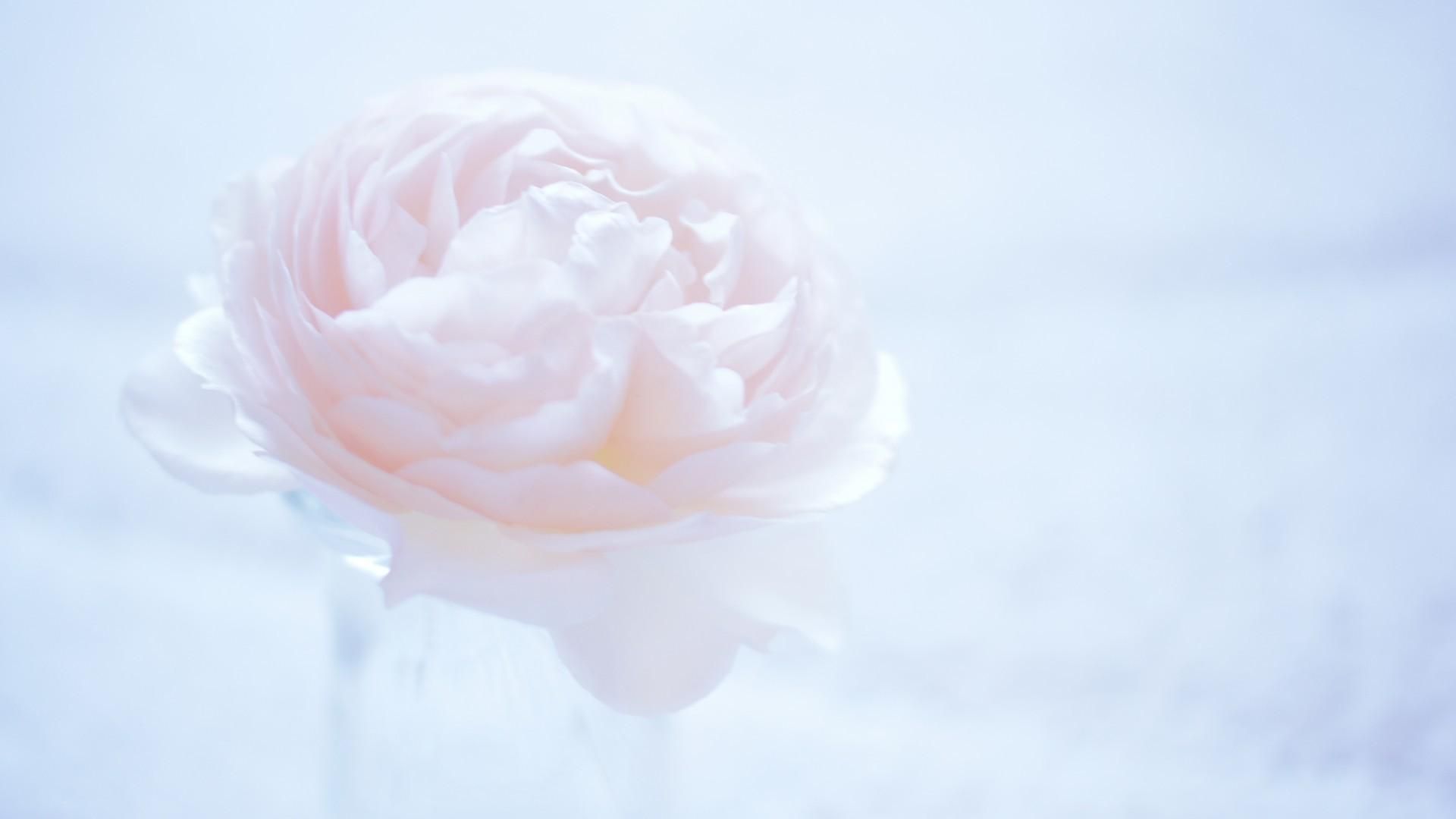 Rosa blu sfocata, 1920x1080 1080p, PC