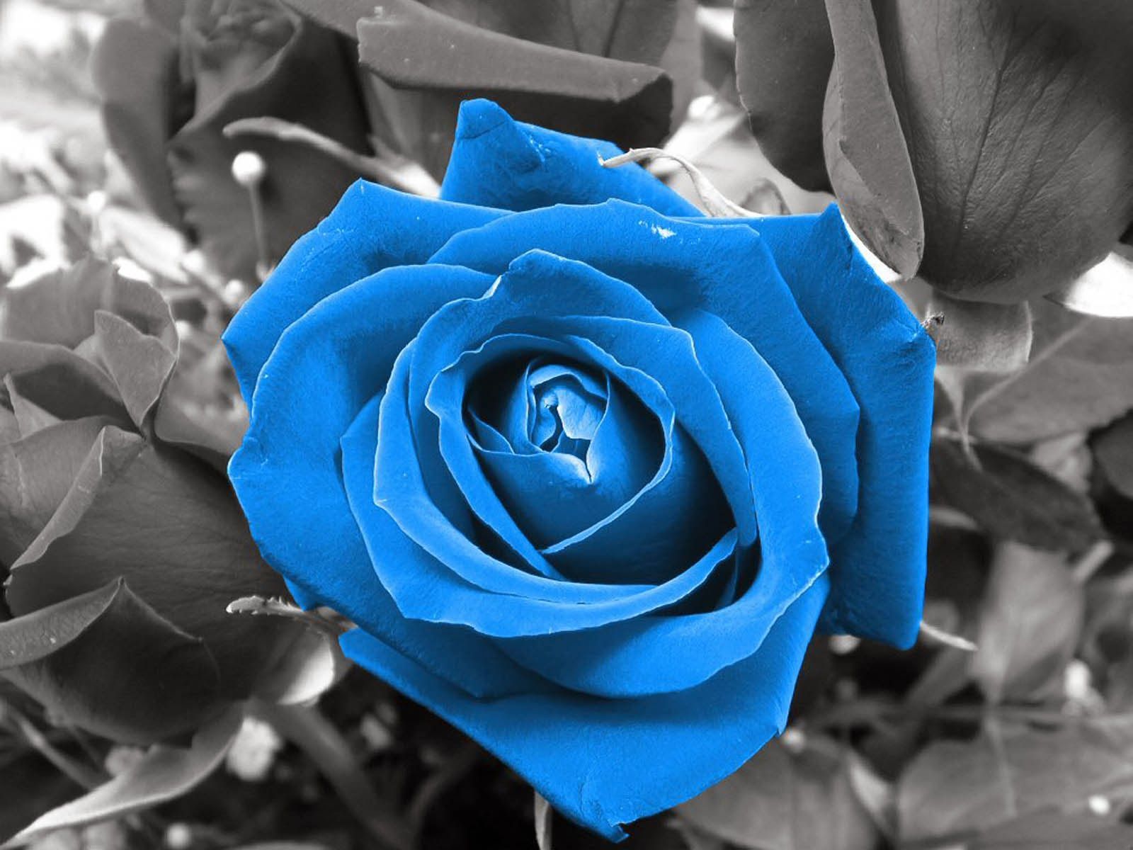 Rose blu scure, 1920x1200 Full HD+ WUXGA, PC Desktop